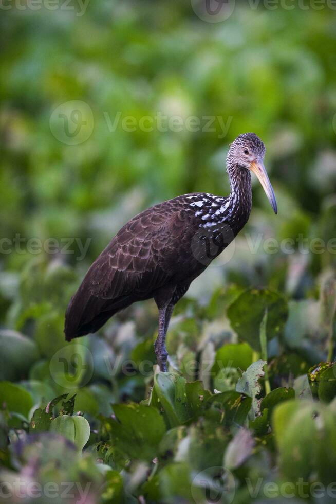 limpkin en humedal ambiente,pantanal bosque, mato asqueroso, Brasil. foto