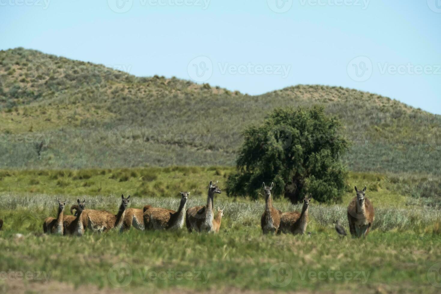 guanacos en pampa césped ambiente, la pampa, Patagonia, argentina. foto