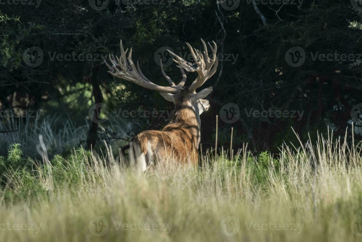 Red deer, Male roaring in La Pampa, Argentina, Parque Luro, Nature Reserve photo