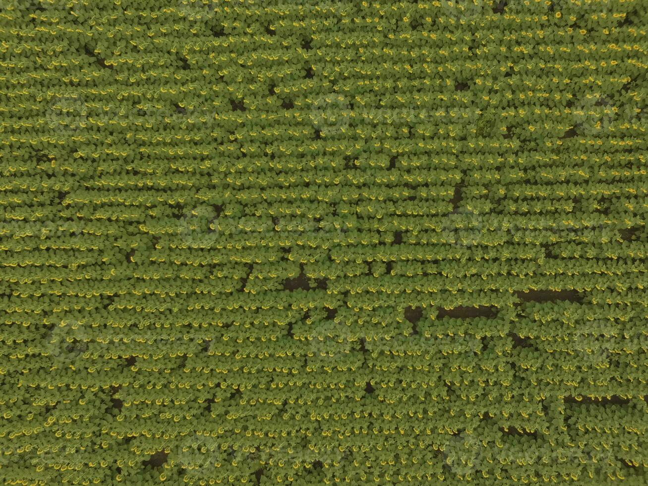 Sunflower cultivation, Aerial view, in pampas region, Argentina photo