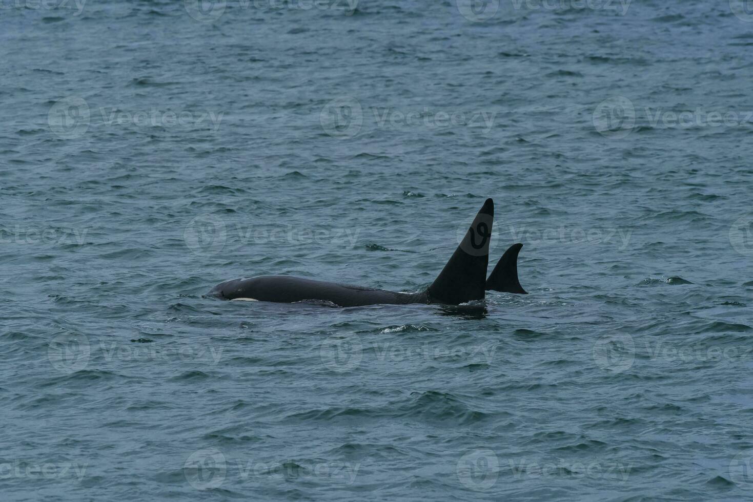 Killer Whale, Orca, hunting a sea lions , Peninsula Valdes, Patagonia Argentina photo