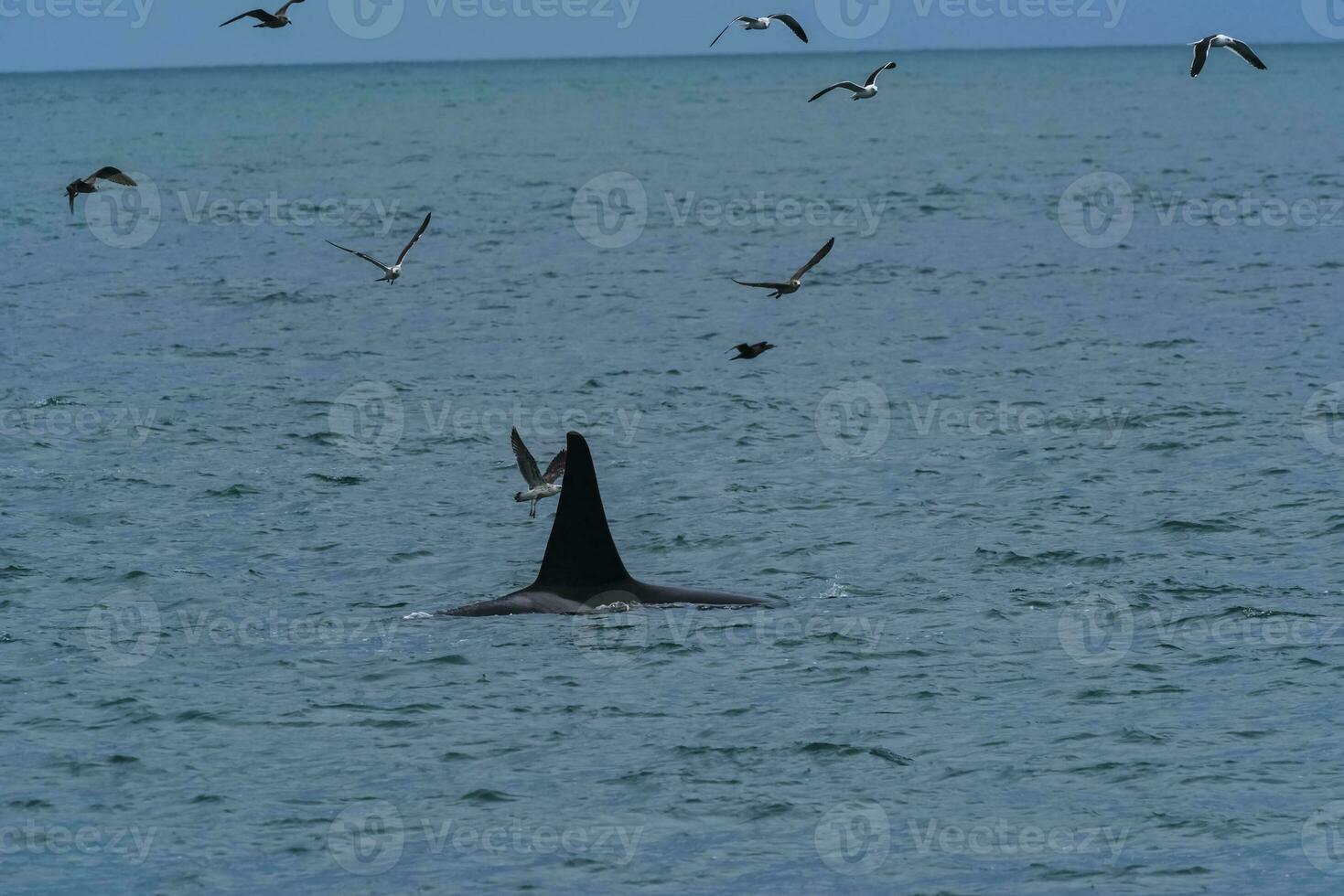 asesino ballena, orca, caza un mar leones , península Valdés, Patagonia argentina foto