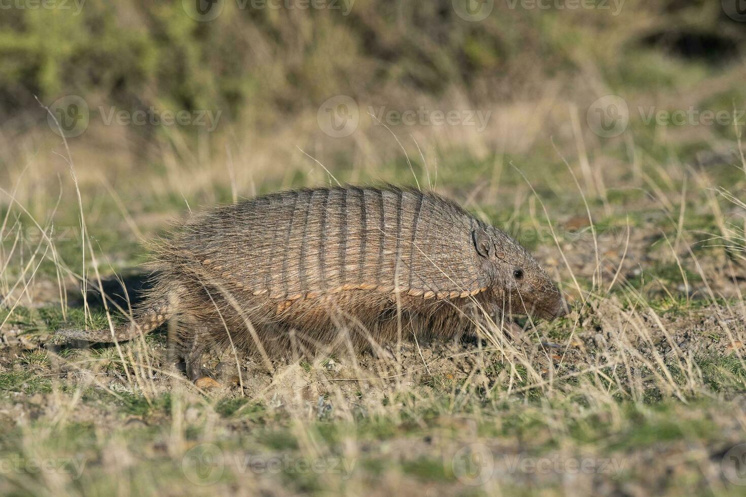 Hairy Armadillo, in grassland environment, Peninsula Valdes, Patagonia, Argentina photo