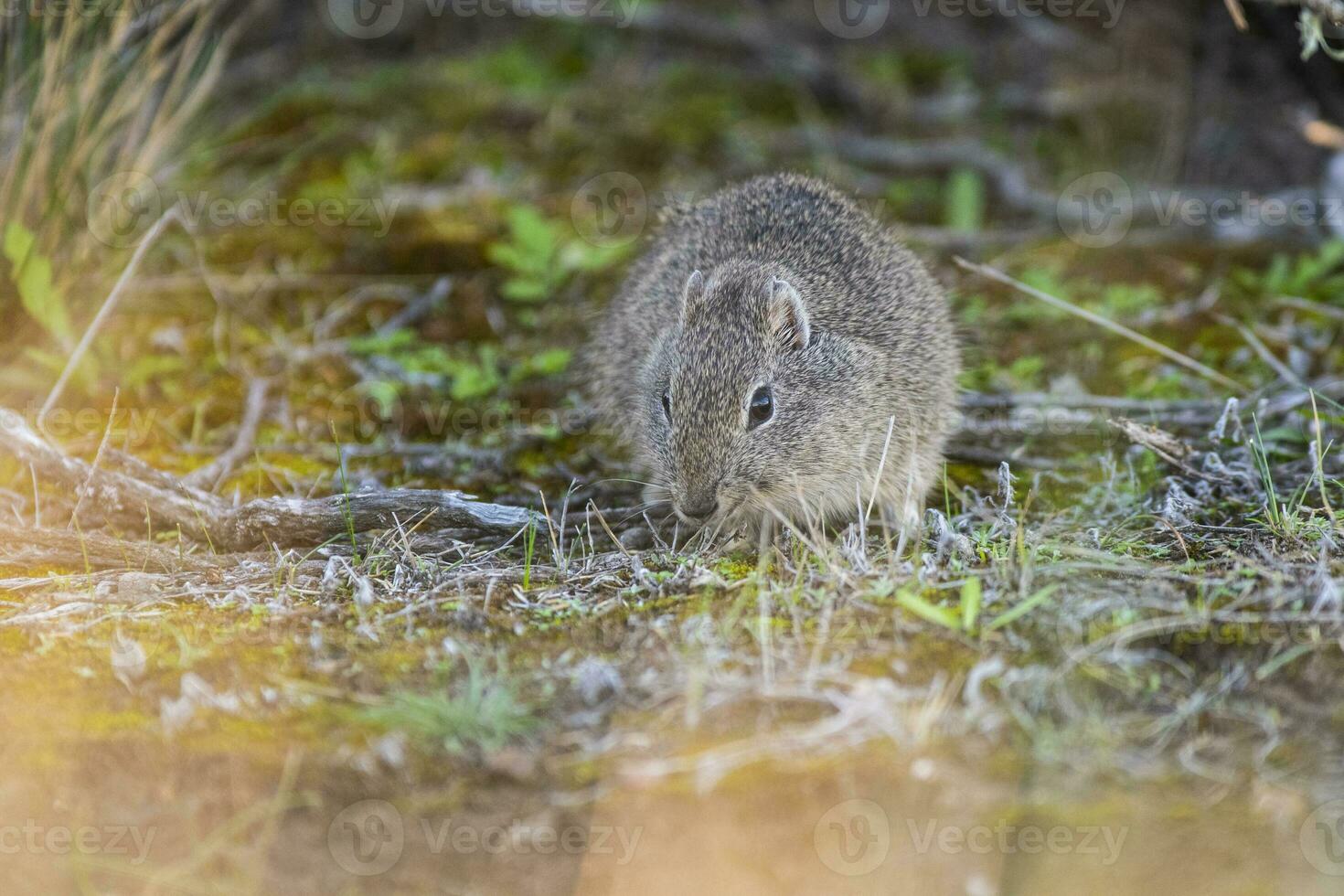 Desert Cavi, Lihue Calel National Park, La Pampa Province, Patagonia , Argentina photo