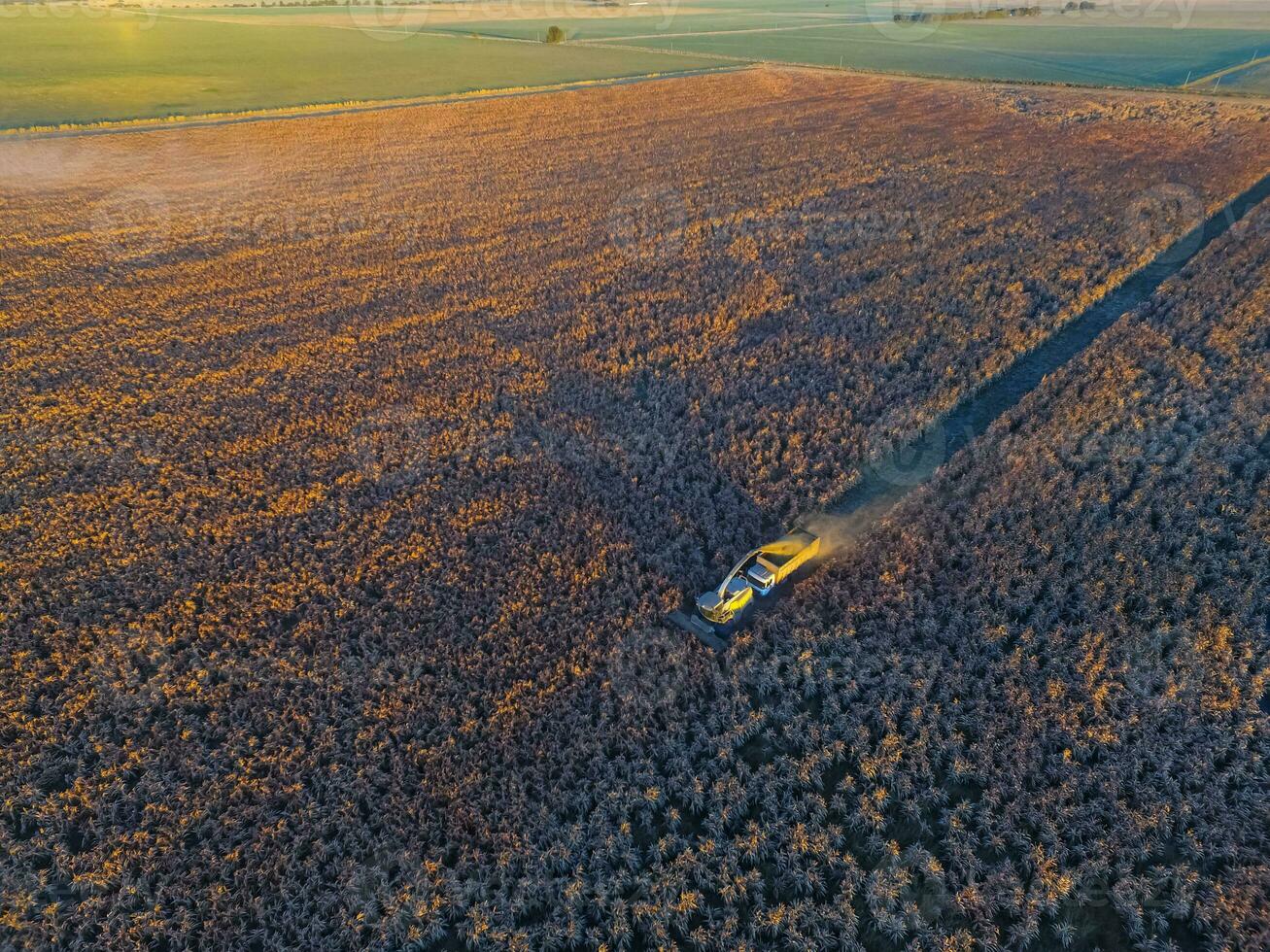 Sorghum harvest, in La Pampa, Argentina photo