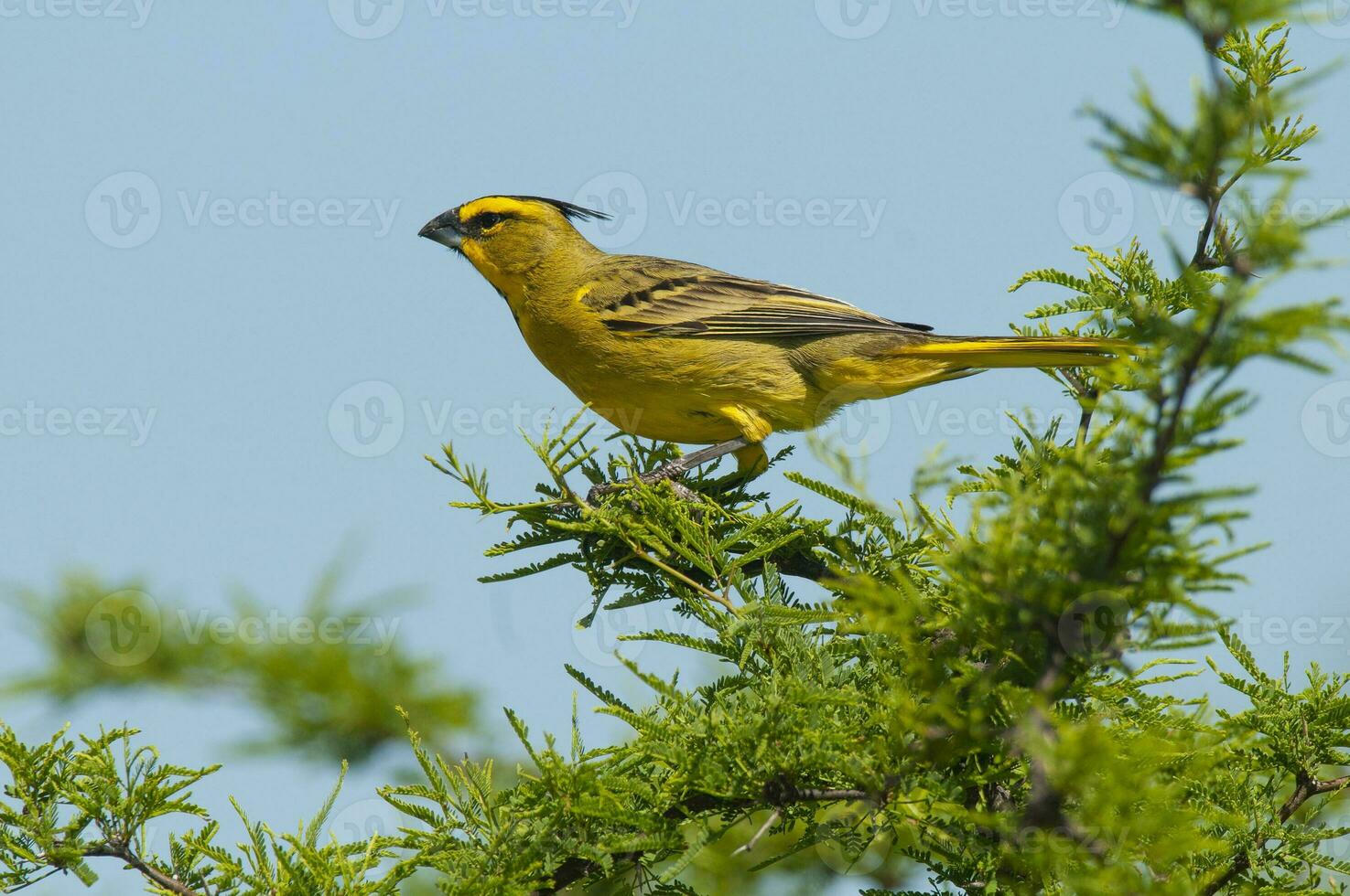 Yellow Cardinal, Gubernatrix cristata, Endangered species in La Pampa, Argentina photo