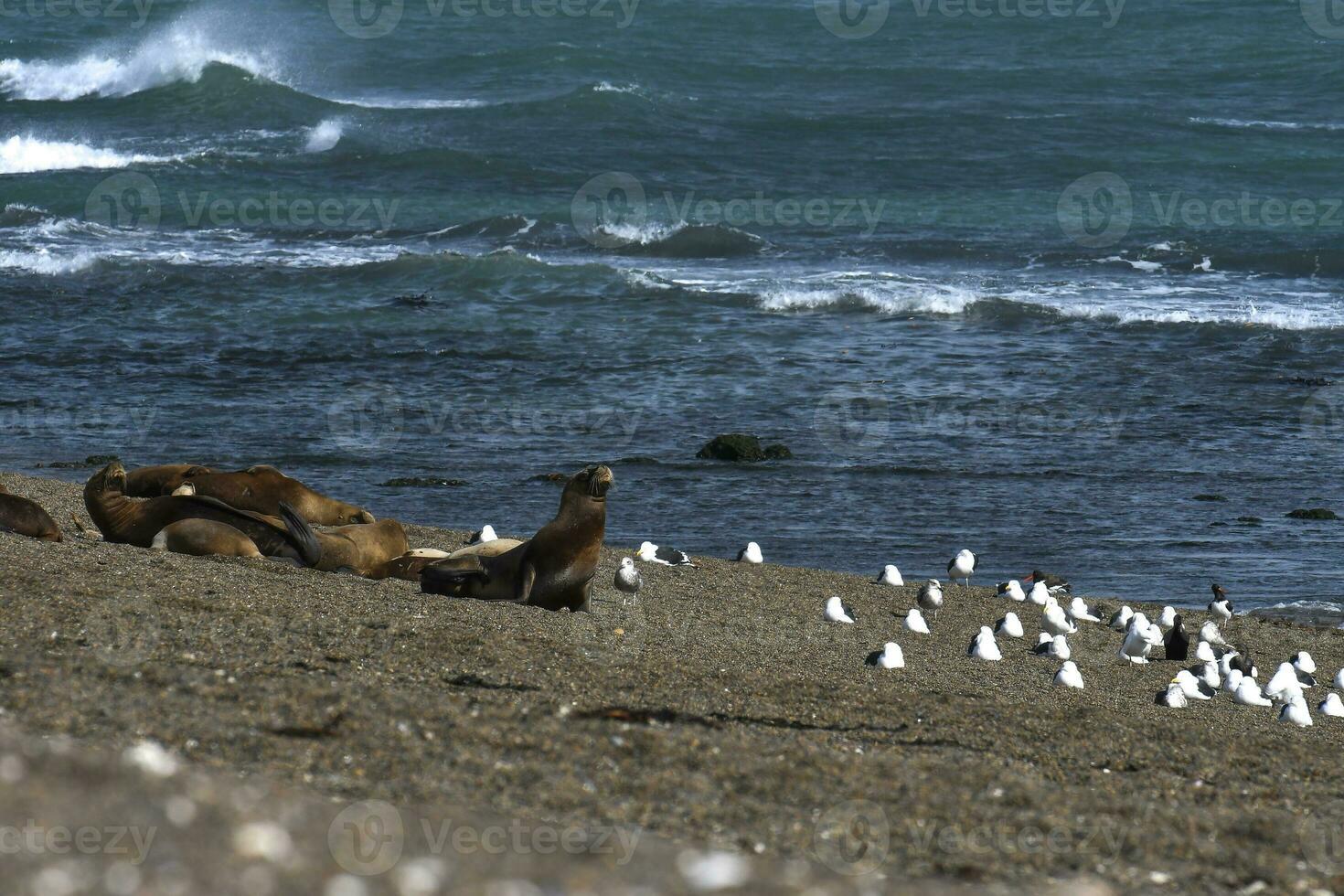 South American  Sea Lion Otaria flavescens Female,Peninsula Valdes ,Chubut,Patagonia, Argentina photo