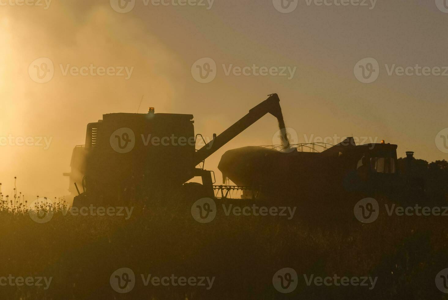 haba de soja cosecha en argentino campo, la pampa, argentina foto