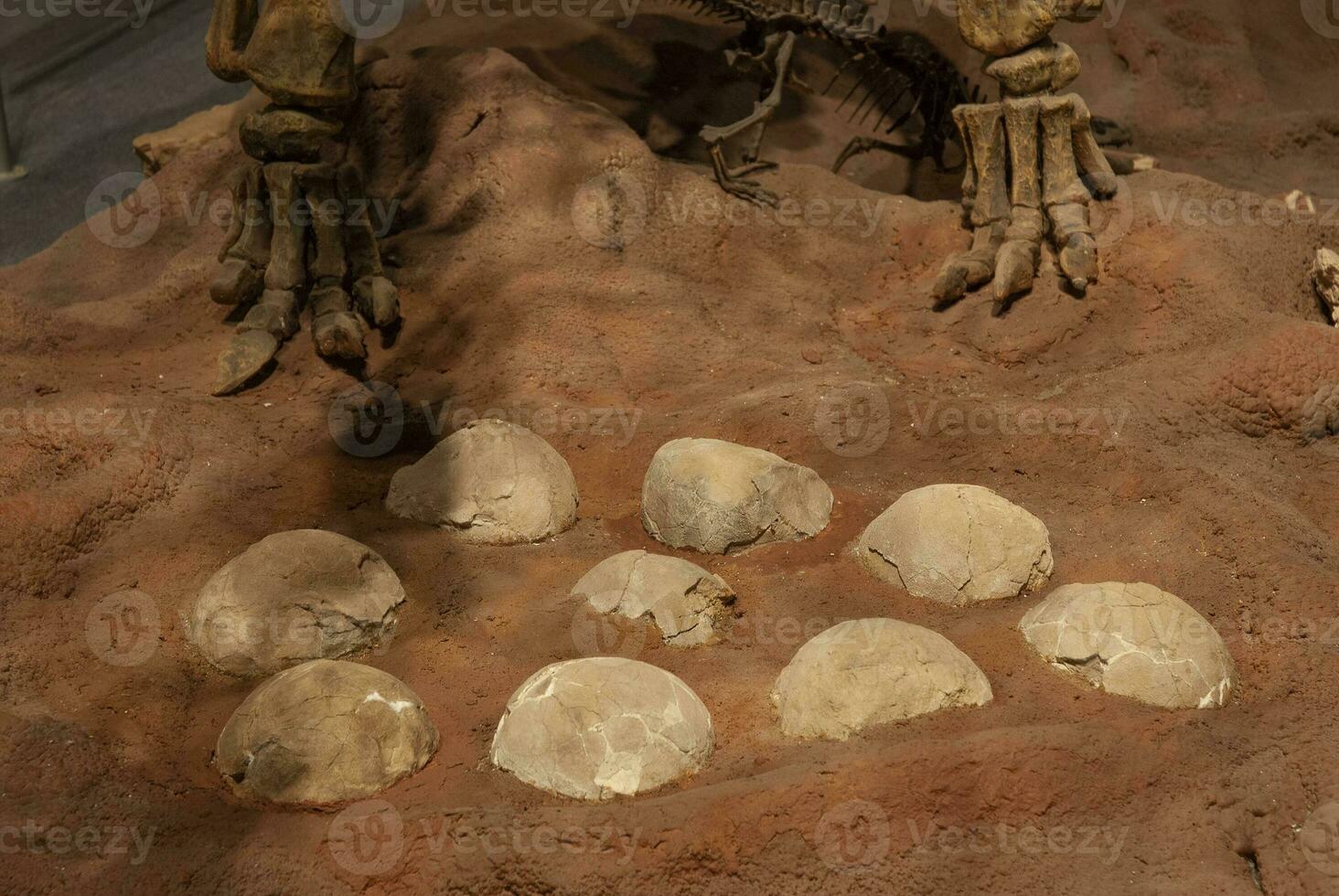 Titanosaurus Australis, fossized eggs, prehistoric animal inhabitant of Patagonia,  Argentina. photo