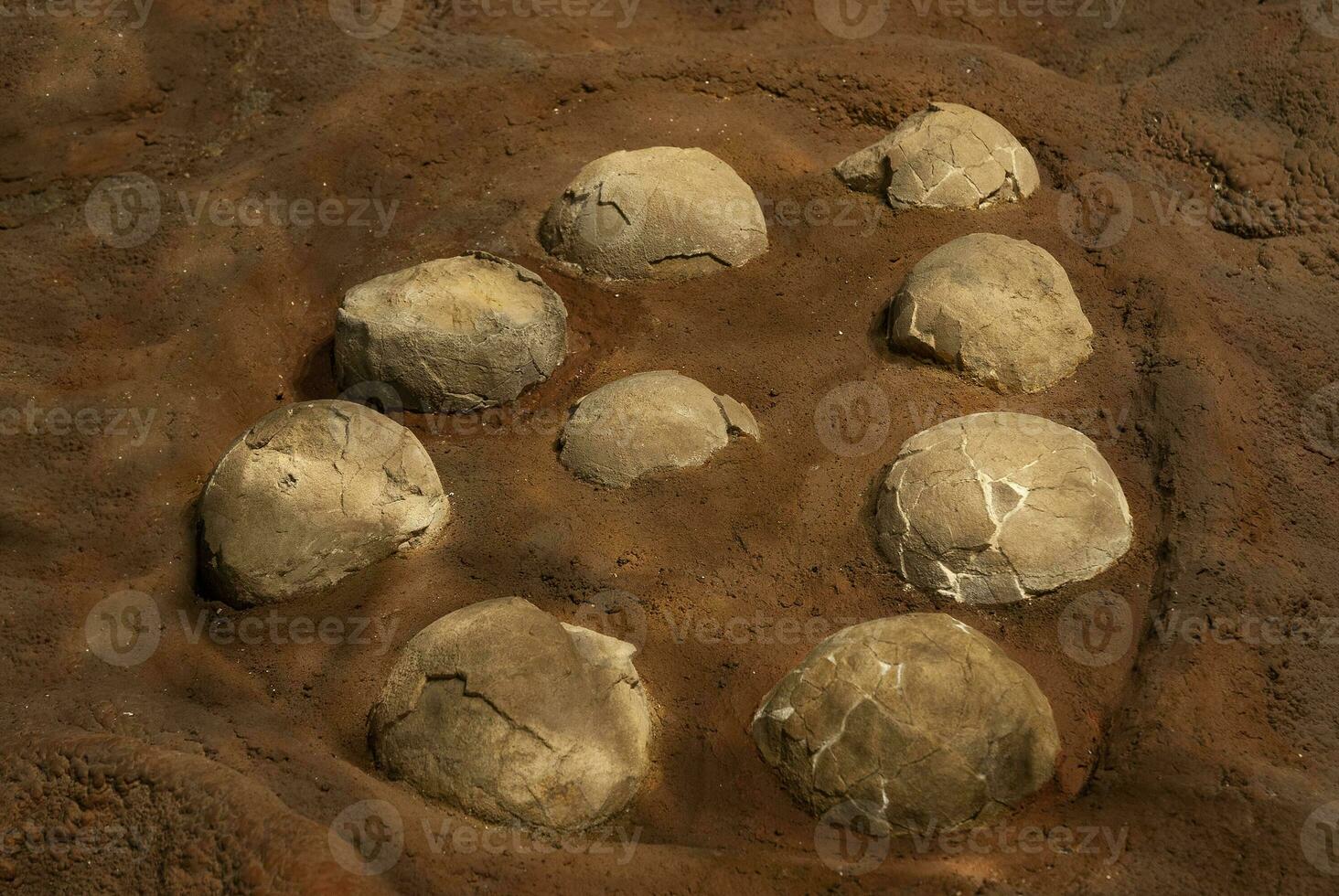 Titanosaurus Australis, fossized eggs, prehistoric animal inhabitant of Patagonia,  Argentina. photo
