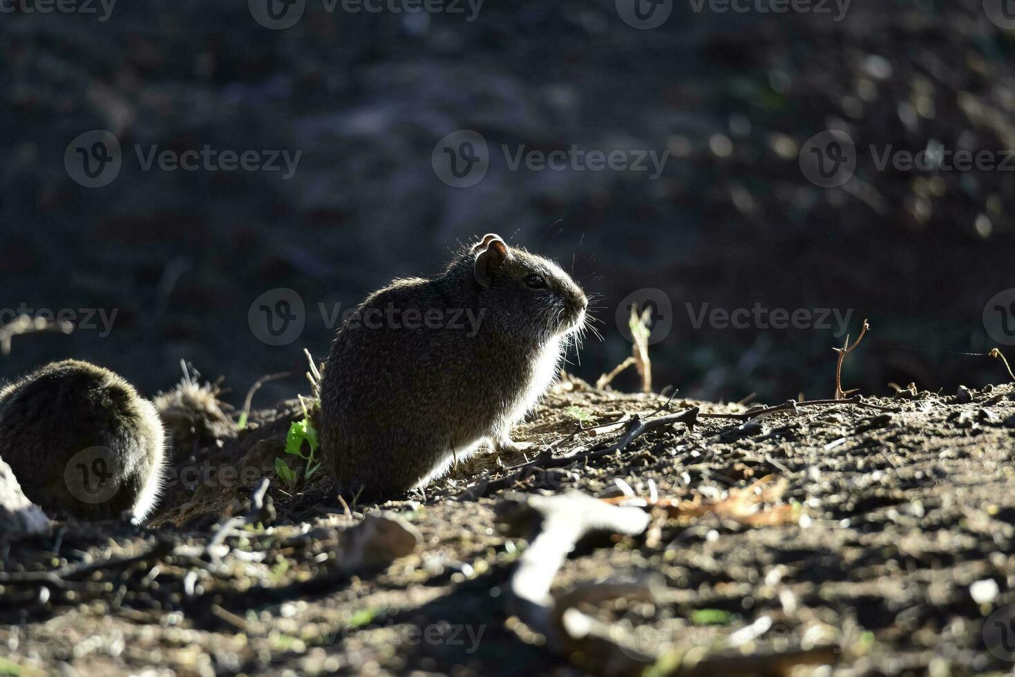 Desert Cavi, Lihue Calel National Park, La Pampa Province, Patagonia , Argentina photo