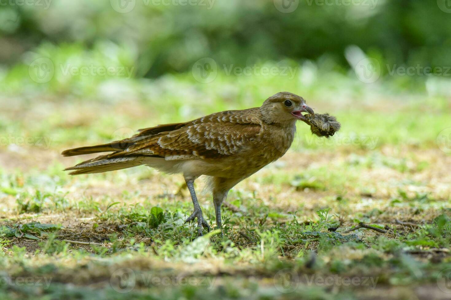 Caracara chimango portrait , La Pampa province, Patagonia , Argentina photo