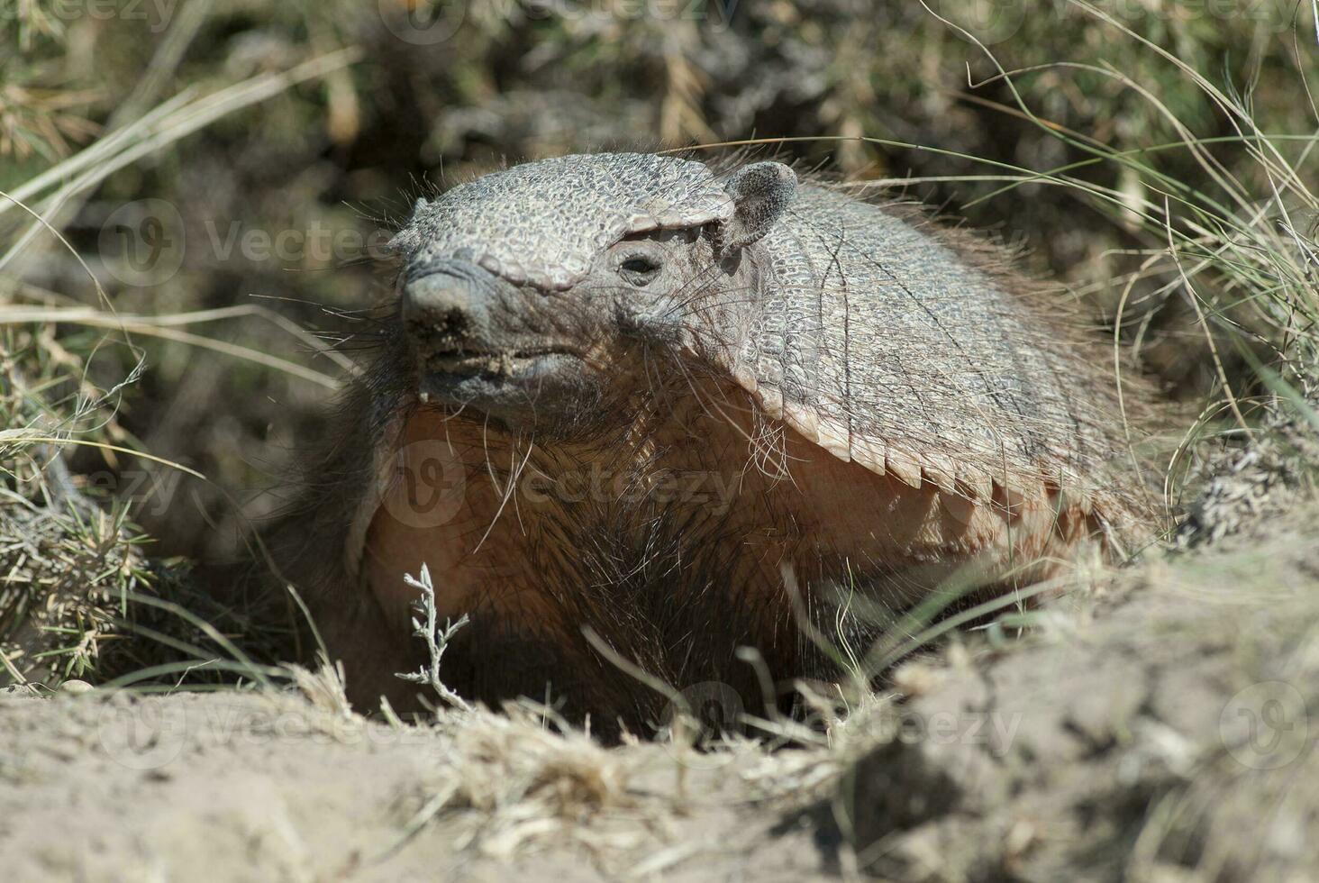 Hairy Armadillo, in desert environment, Peninsula Valdes, Patagonia, Argentina photo