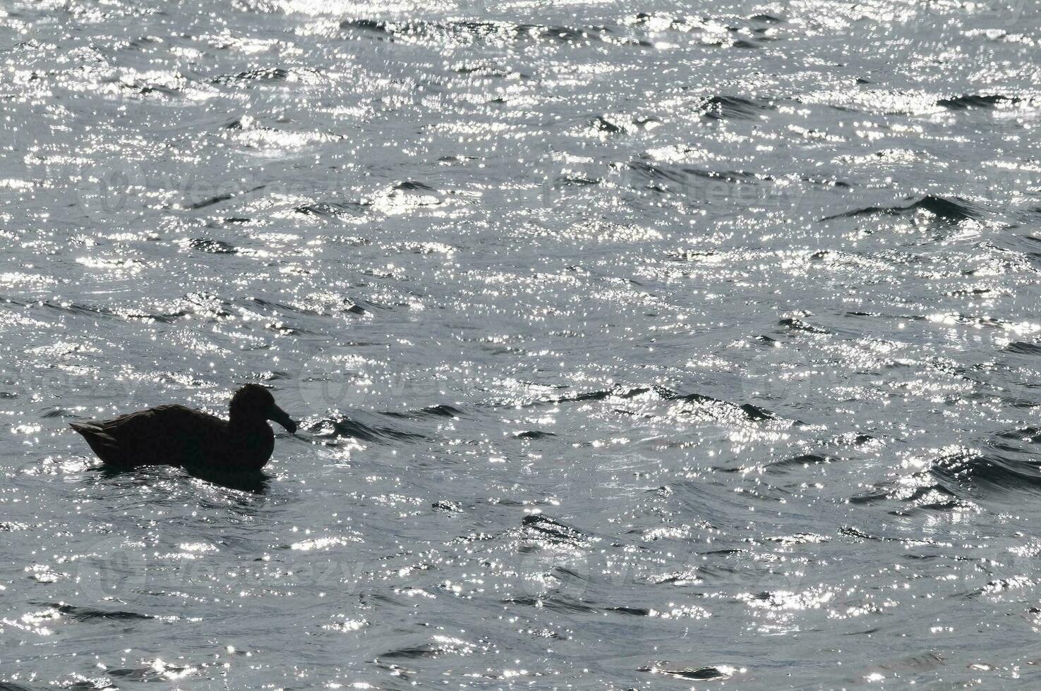 Giant Petrel , Peninsula Valdes, Unesco World heritage site, Chubut Province, Patagonia, Argentina. photo