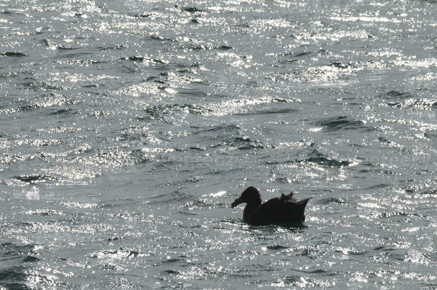 gigante petrel , península Valdés, la unesco mundo patrimonio sitio, chubut provincia, Patagonia, argentina. foto