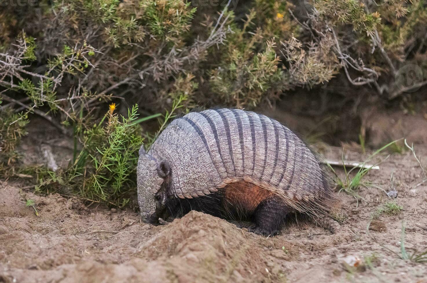 Hairy Armadillo, in desert environment, Peninsula Valdes, Patagonia, Argentina photo