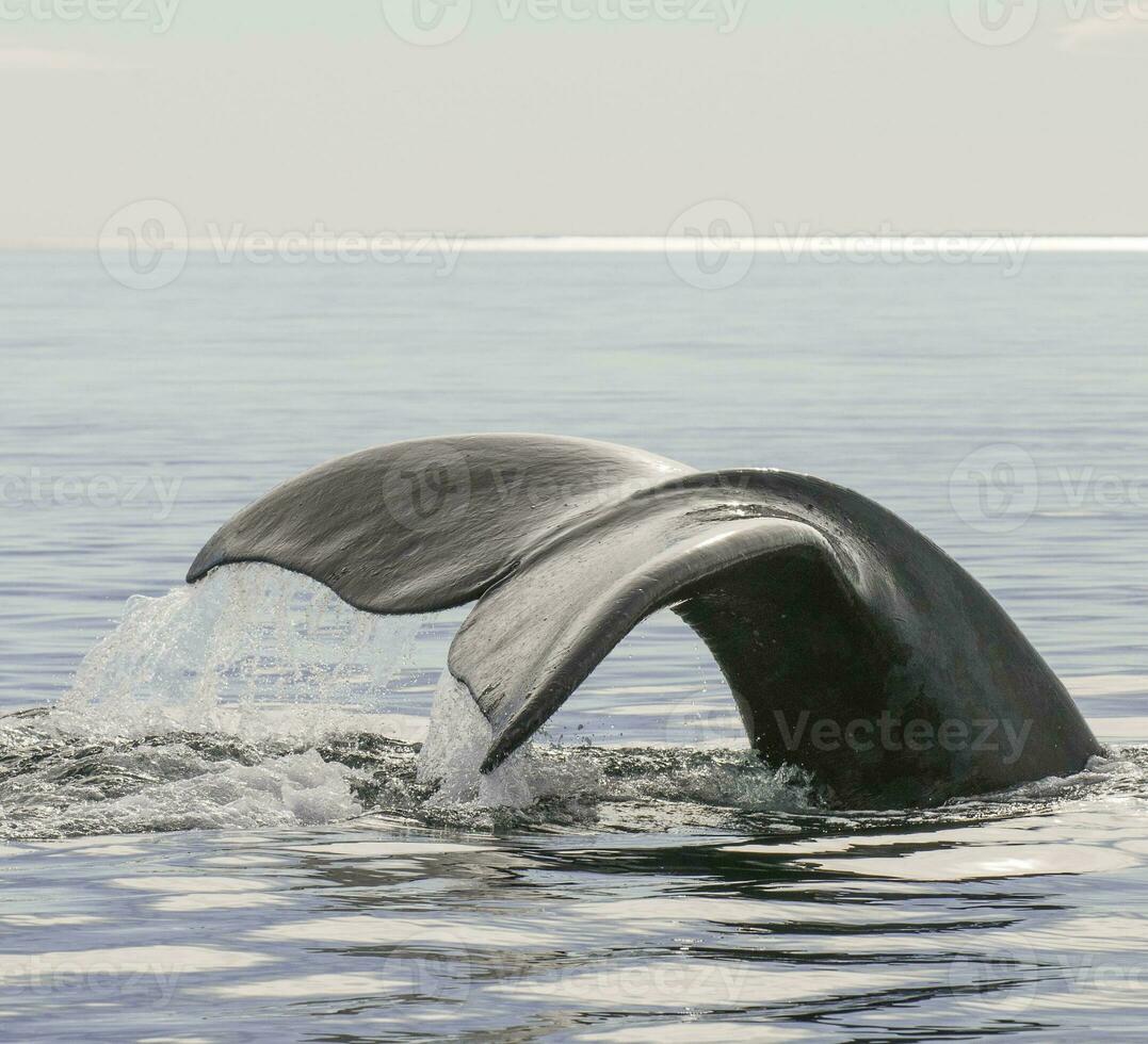 Whale tail in Peninsula Valdes,, Patagonia, Argentina photo