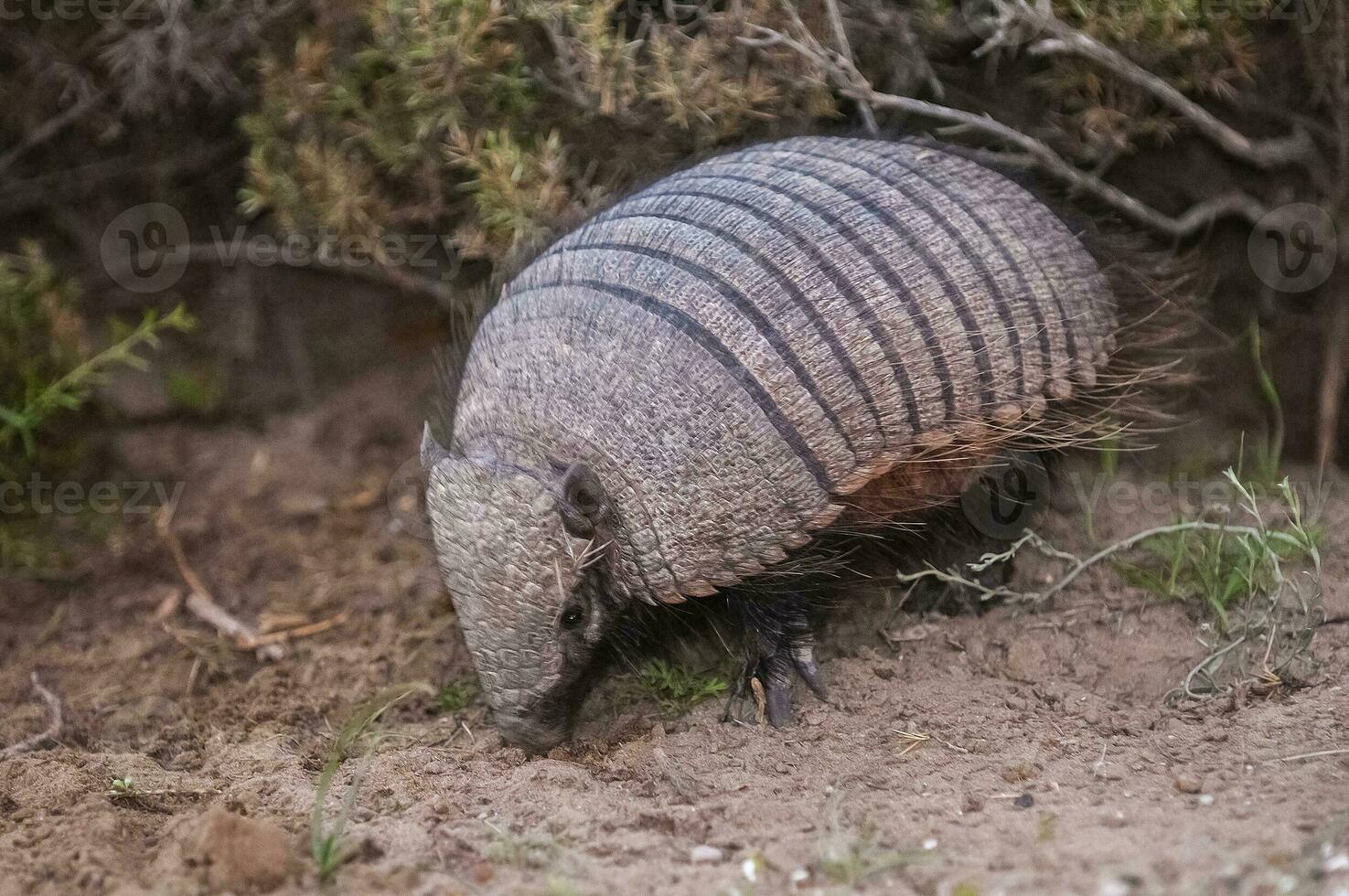 peludo armadillo, en Desierto ambiente, península Valdés, Patagonia, argentina foto