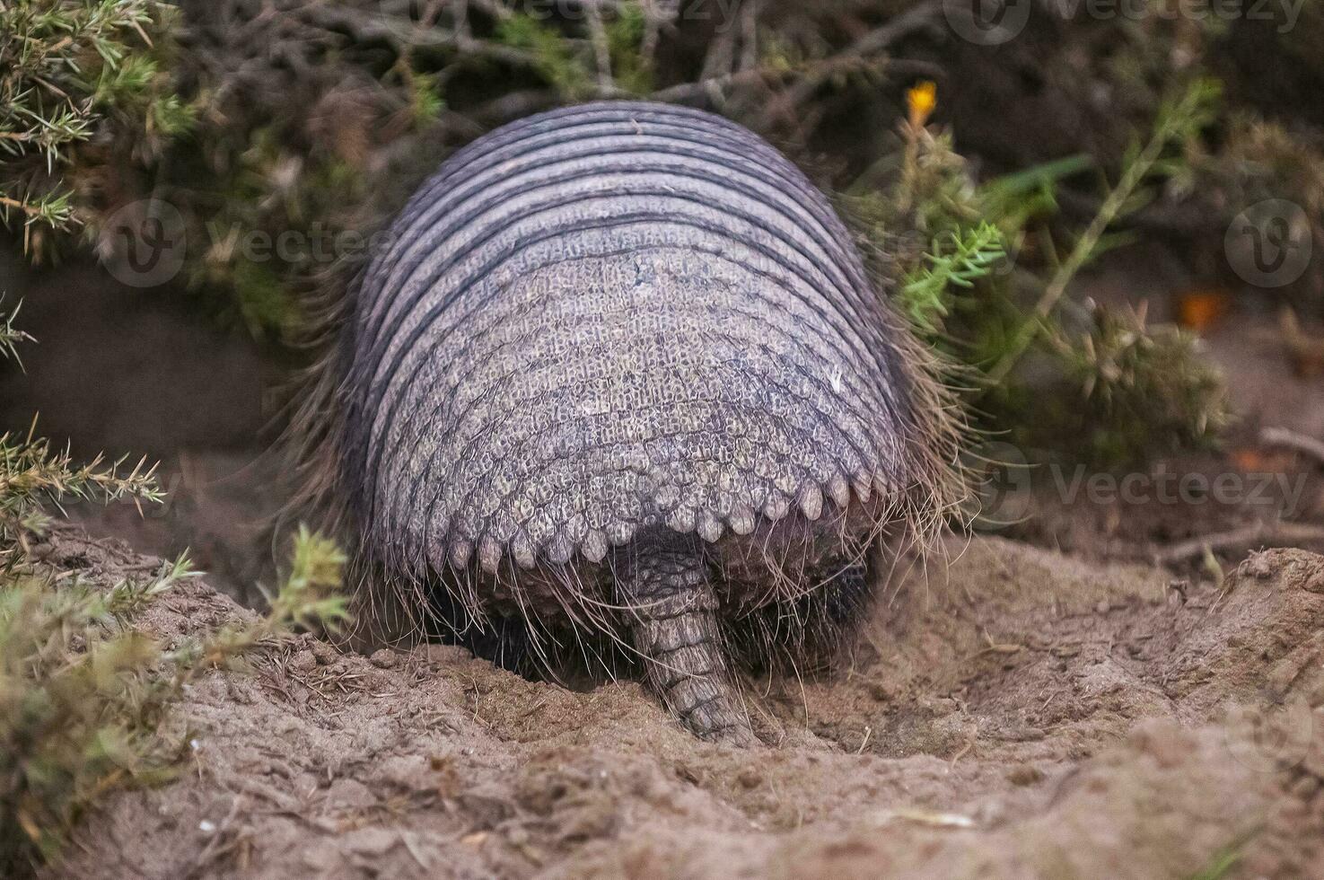 Hairy Armadillo, in desert environment, Peninsula Valdes, Patagonia, Argentina photo