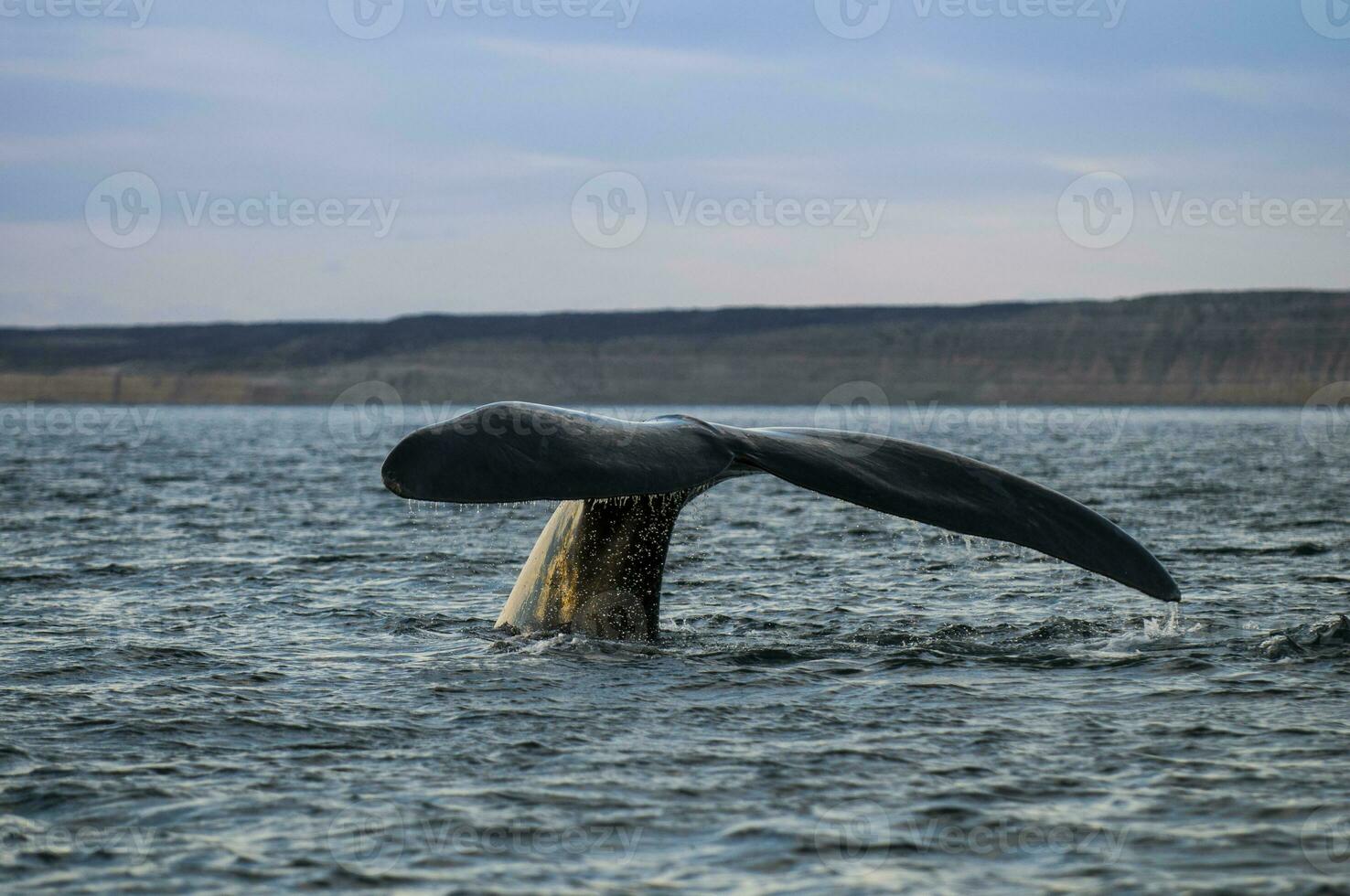 Whale tail in Peninsula Valdes,, Patagonia, Argentina photo