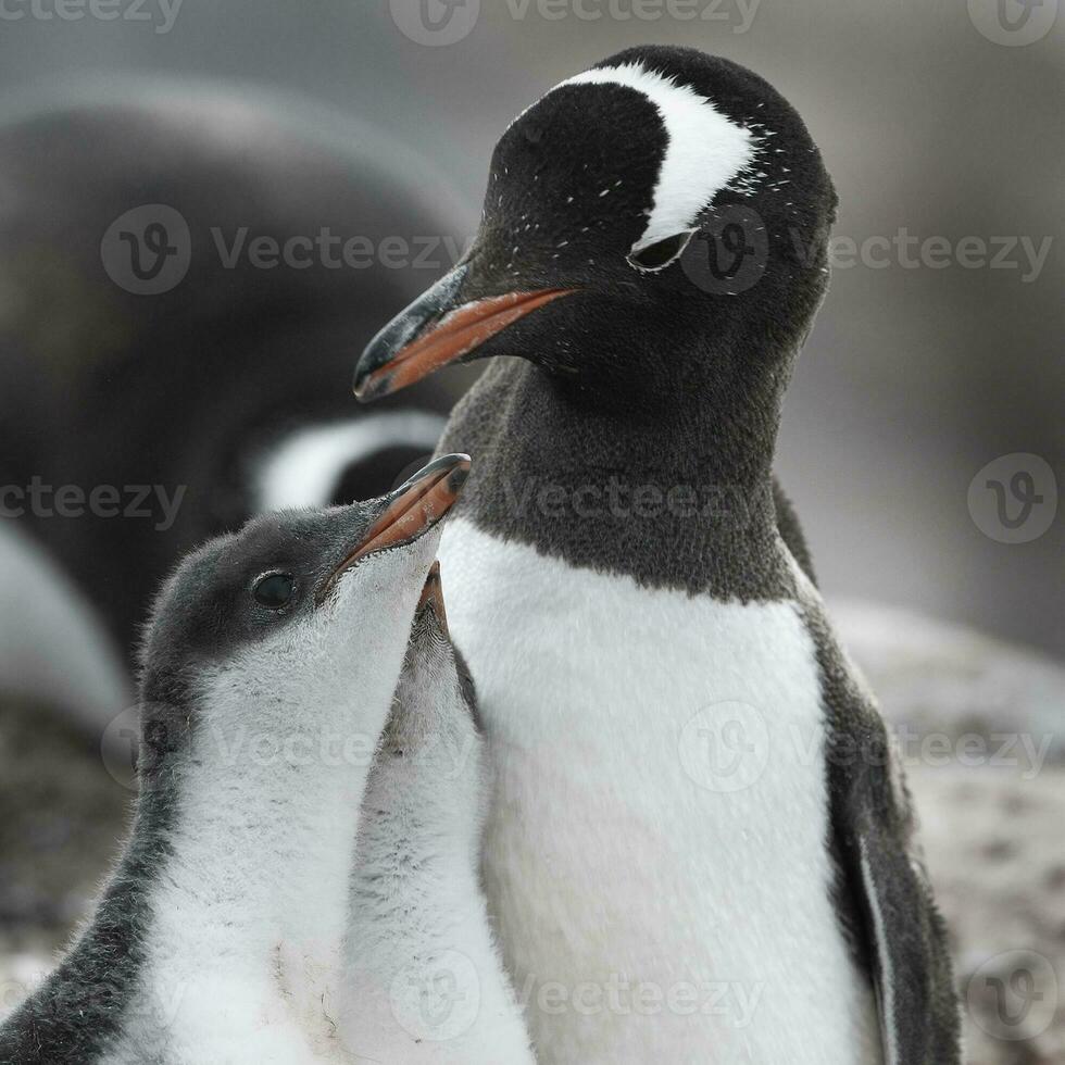 Gentoo Penguin on the beach,feeding his chick, Port Lockroy , Goudier Island, Antartica photo