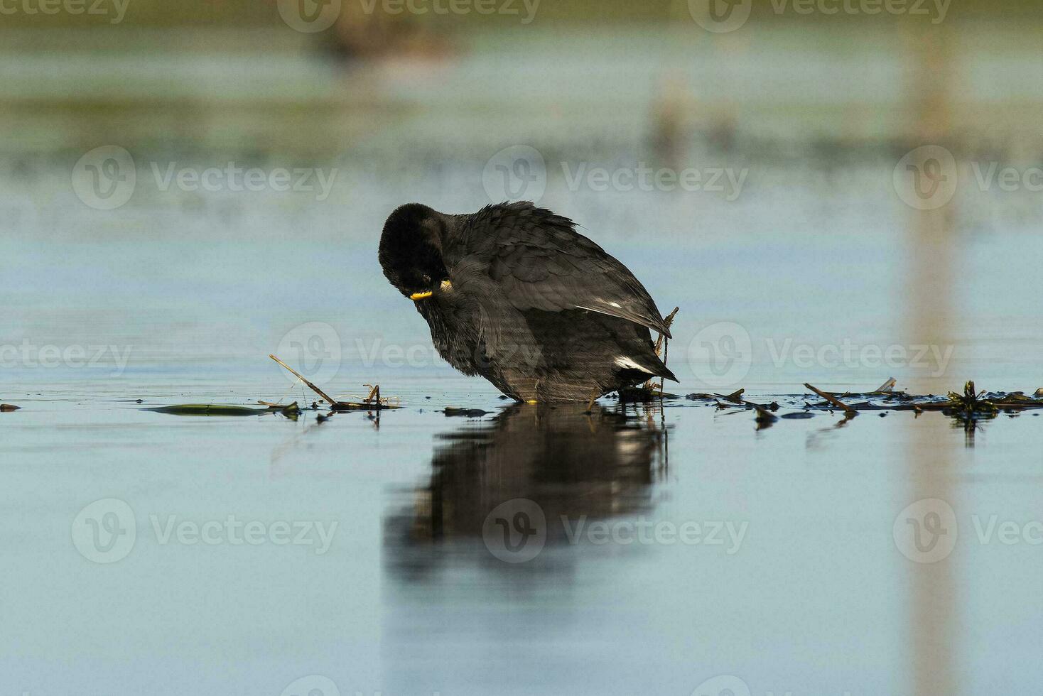 White winged Coot in her nest with chicks, La Pampa, Argentina photo