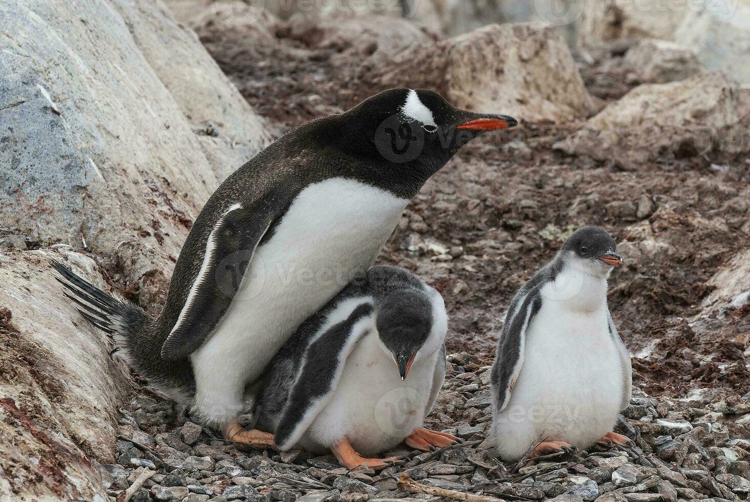 Gentoo Penguin on the beach,feeding his chick, Port Lockroy , Goudier Island, Antartica photo