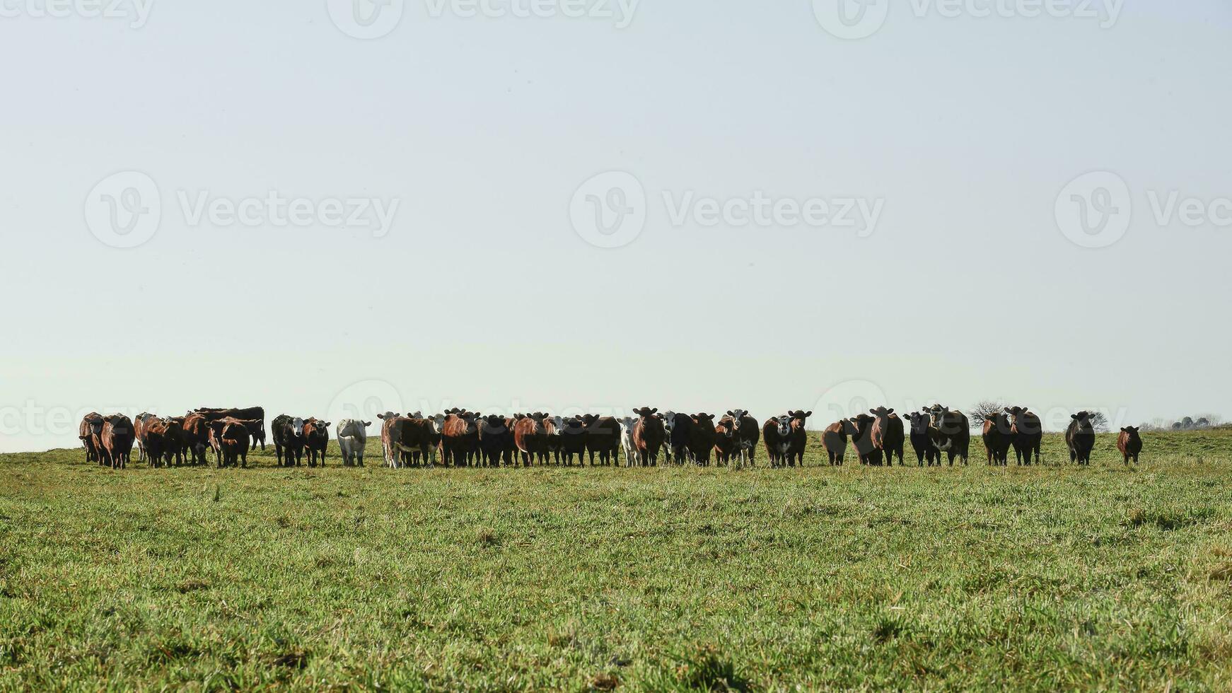 Countryside landscape with cows grazing, La Pampa, Argentina photo