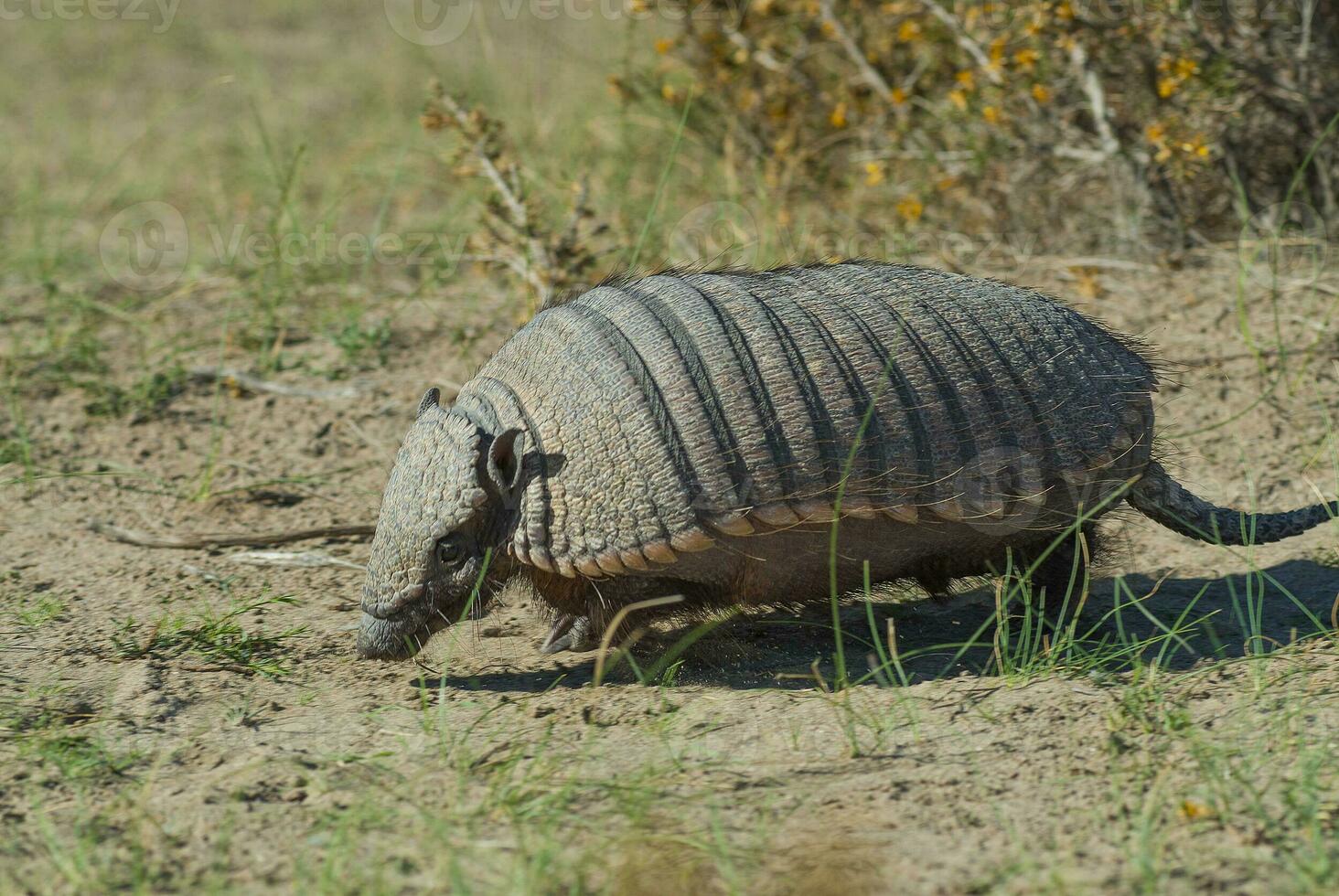 Hairy Armadillo, in desert environment, Peninsula Valdes, Patagonia, Argentina photo