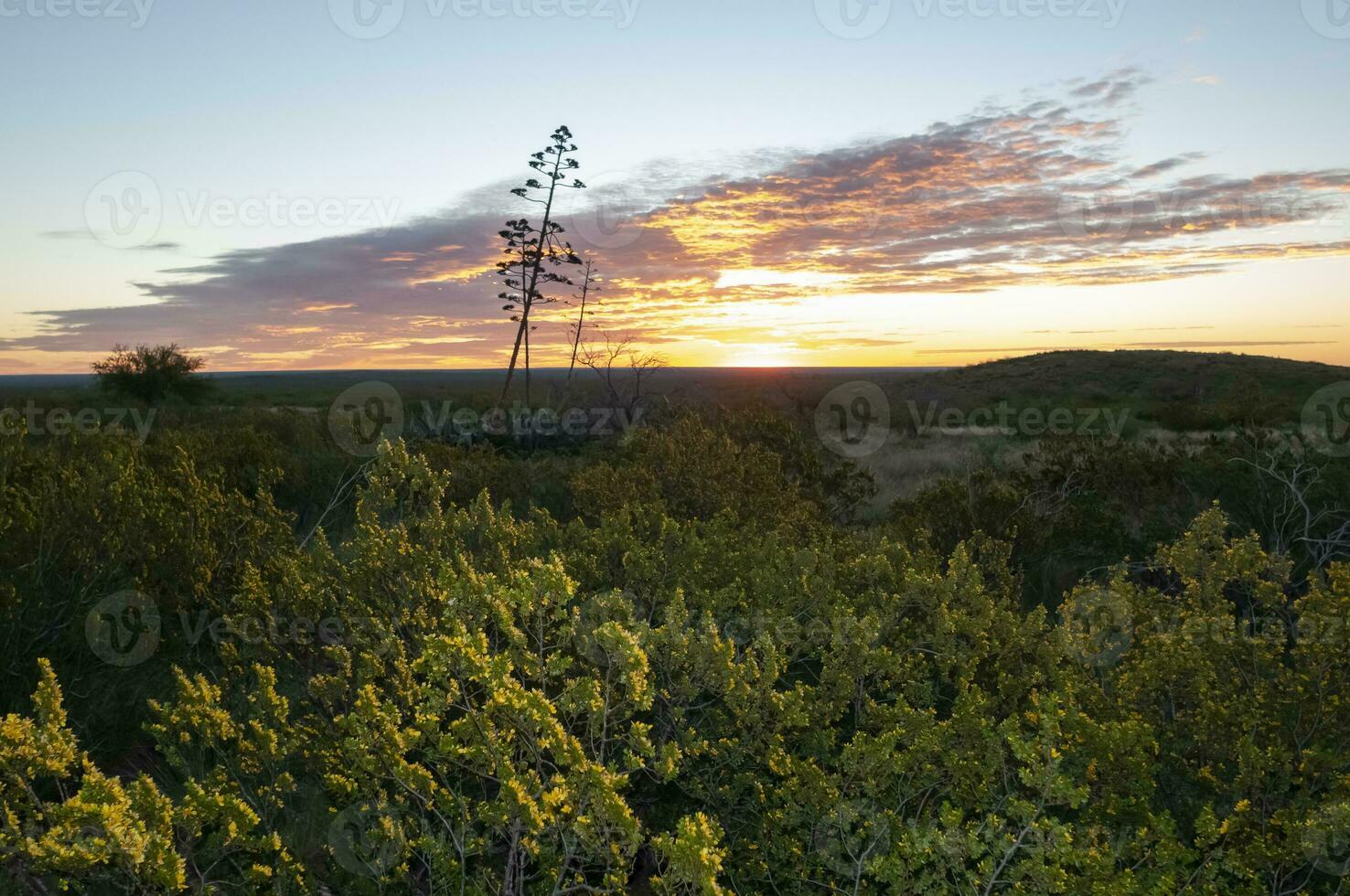 americano áloe, agave americana, la pampa provincia, Patagonia, argentina. foto