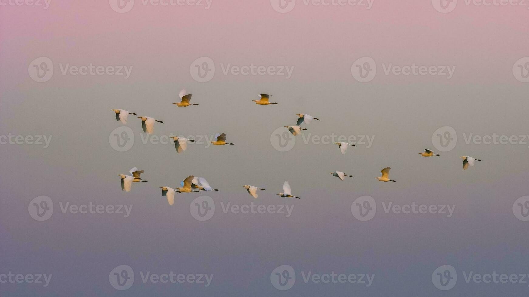 Flock of herons flying,Patagonia,Argentina photo