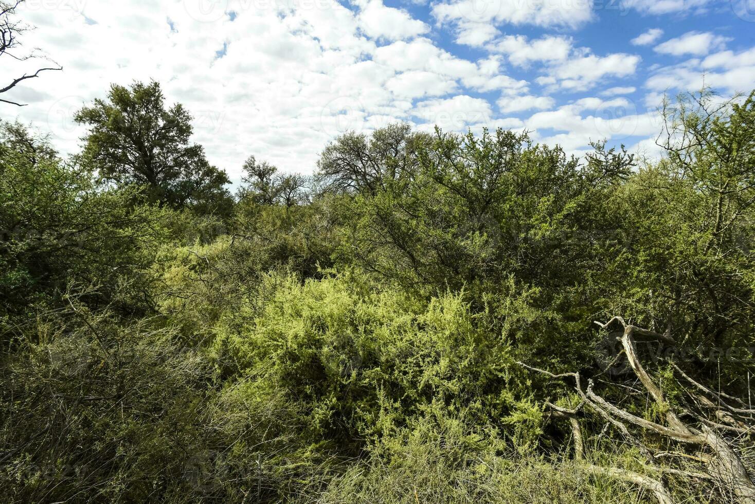 Calden forest landscape, La Pampa province, Patagonia, Argentina. photo