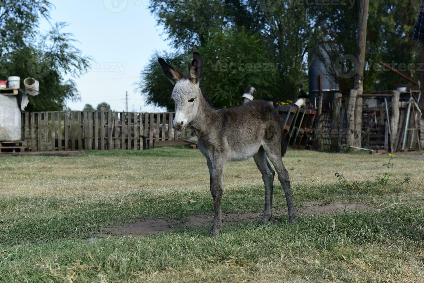 Donkey newborn baby in farm, Argentine Countryside photo