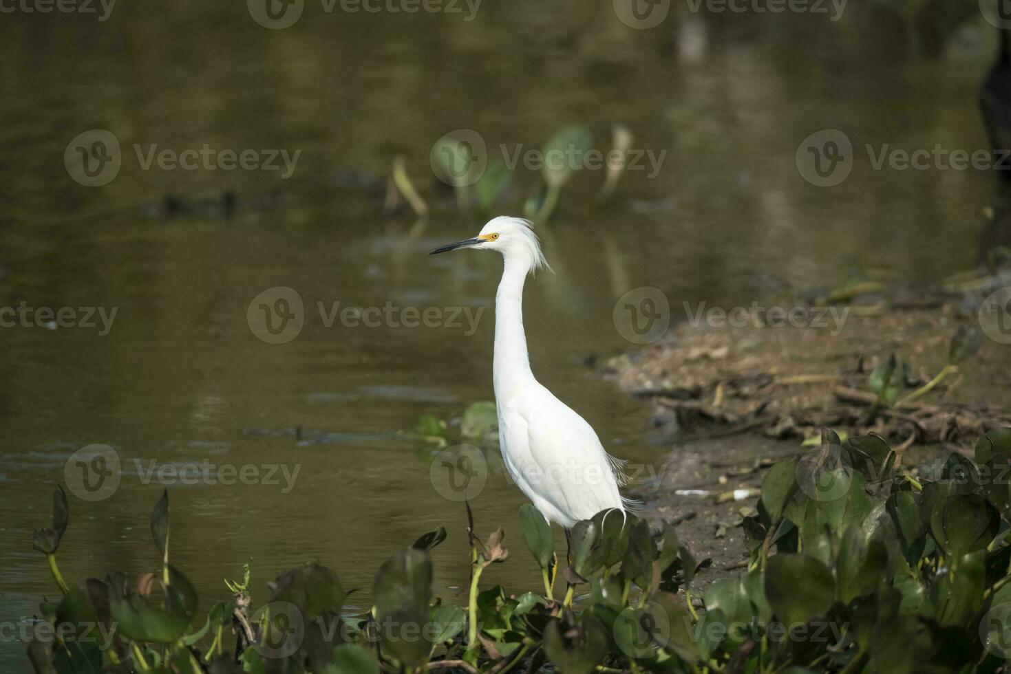 Snowy Egret in wetland environment, Pantanal,Brazil photo