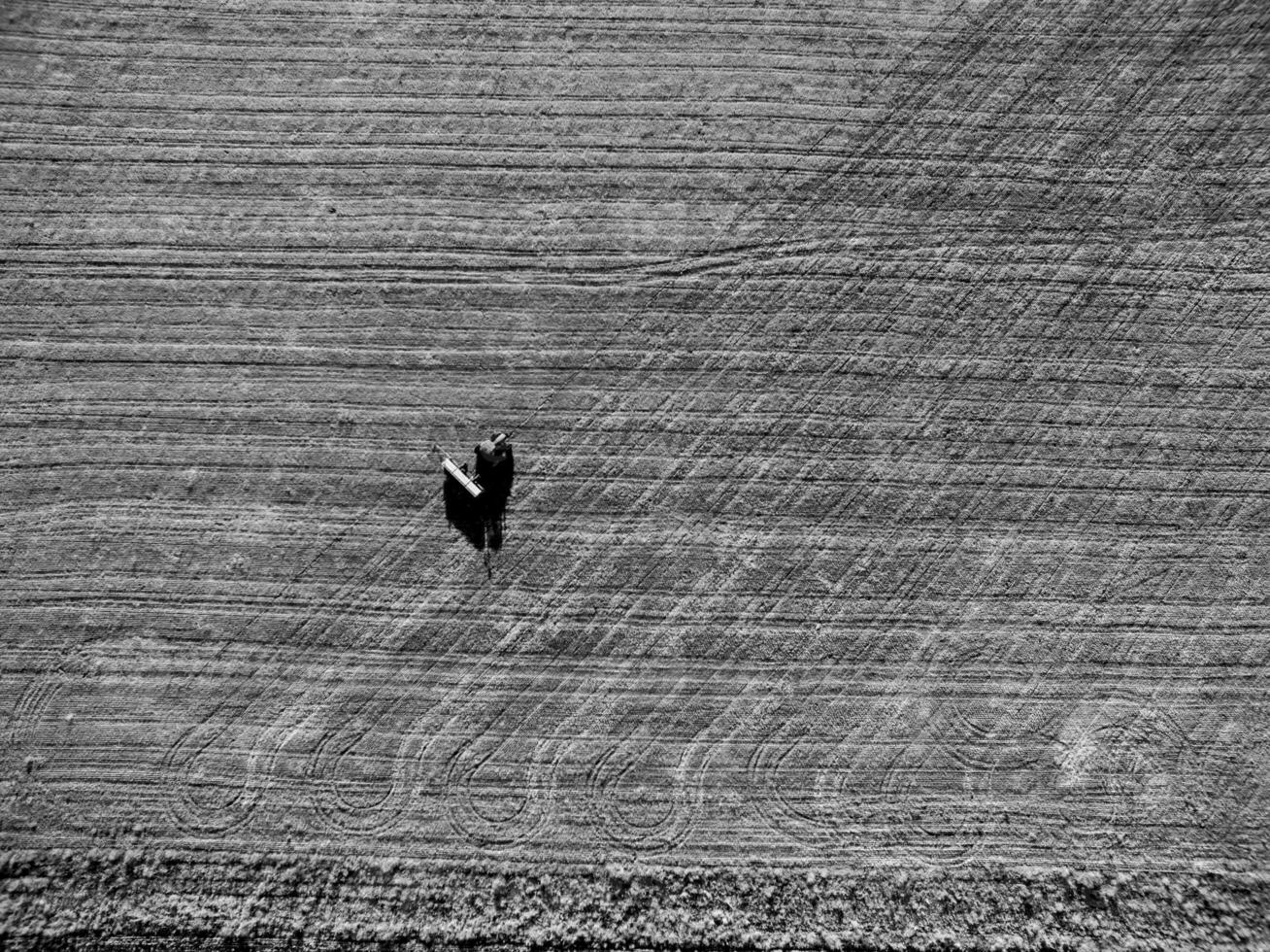 Direct sowing for grazing, Argentine meat production. photo