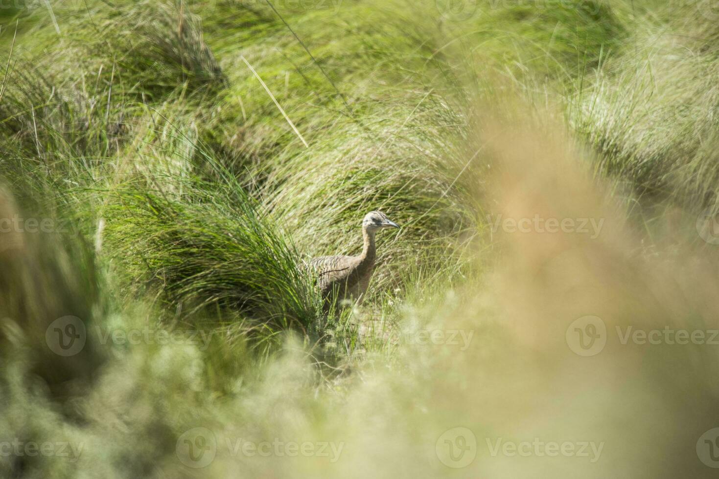 Spotted tinamou un grassland environment, La Pampa. Argentina photo