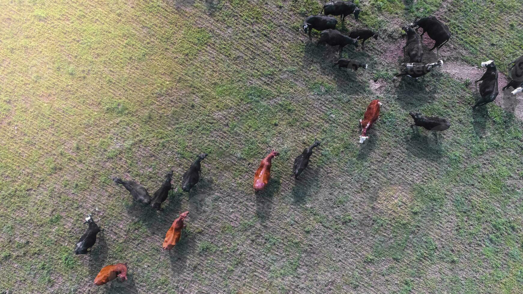 Troop of cows in the pampas field,Argentina photo