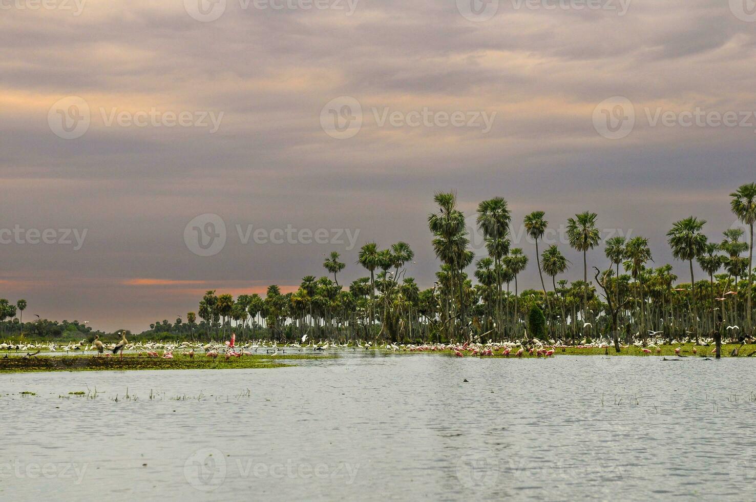 Palms landscape in La Estrella Marsh variety of bird species,  Formosa province, Argentina. photo