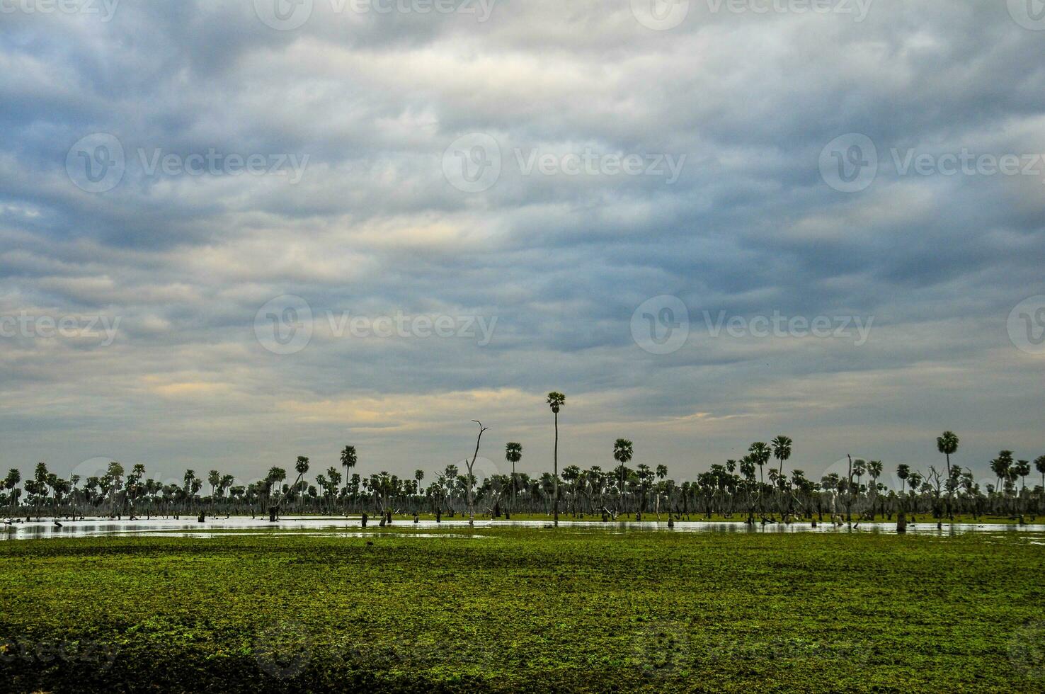 Sunset Palms landscape in La Estrella Marsh, Formosa province, Argentina. photo