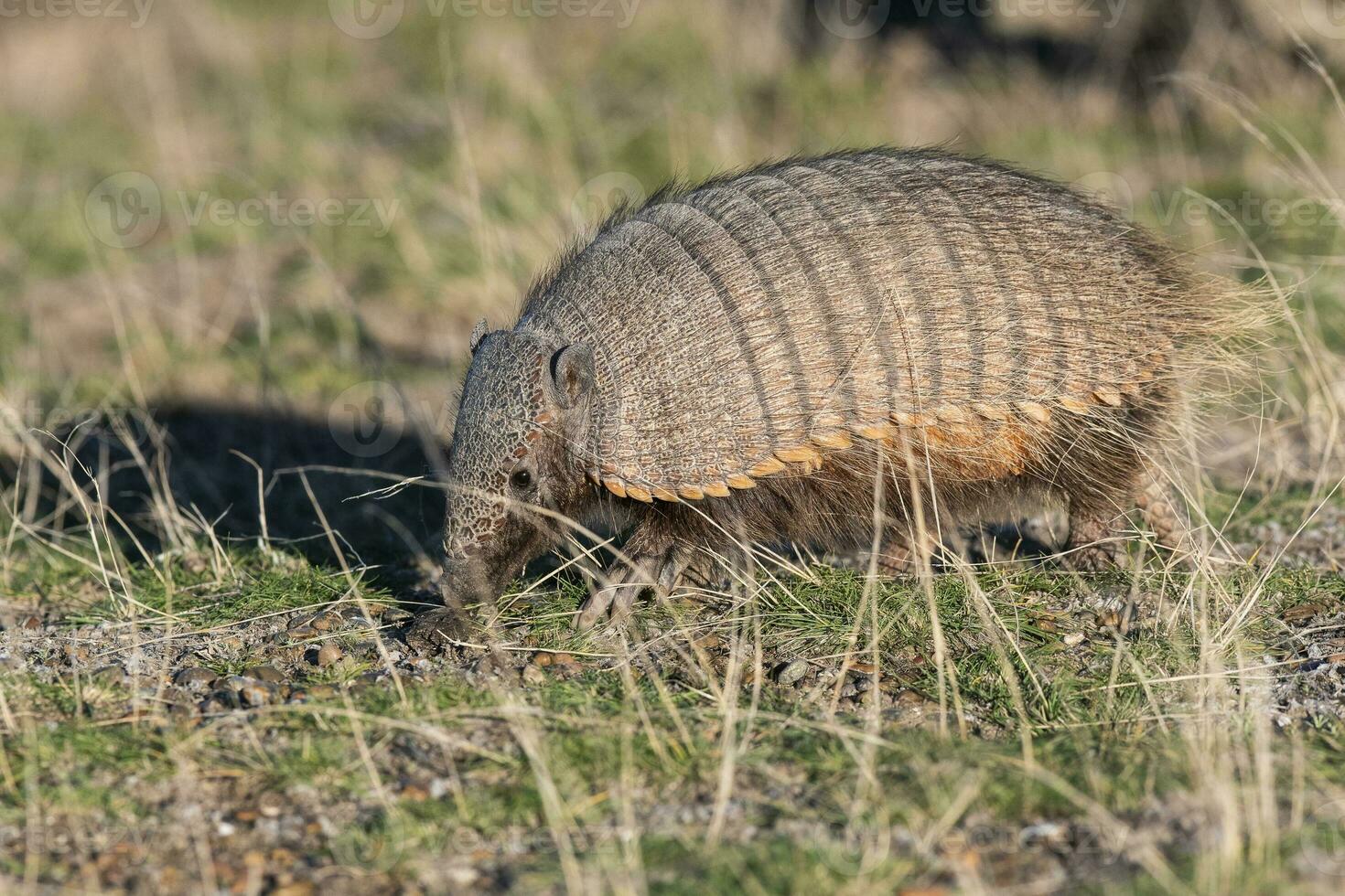 Hairy Armadillo, in grassland environment, Peninsula Valdes, Patagonia, Argentina photo