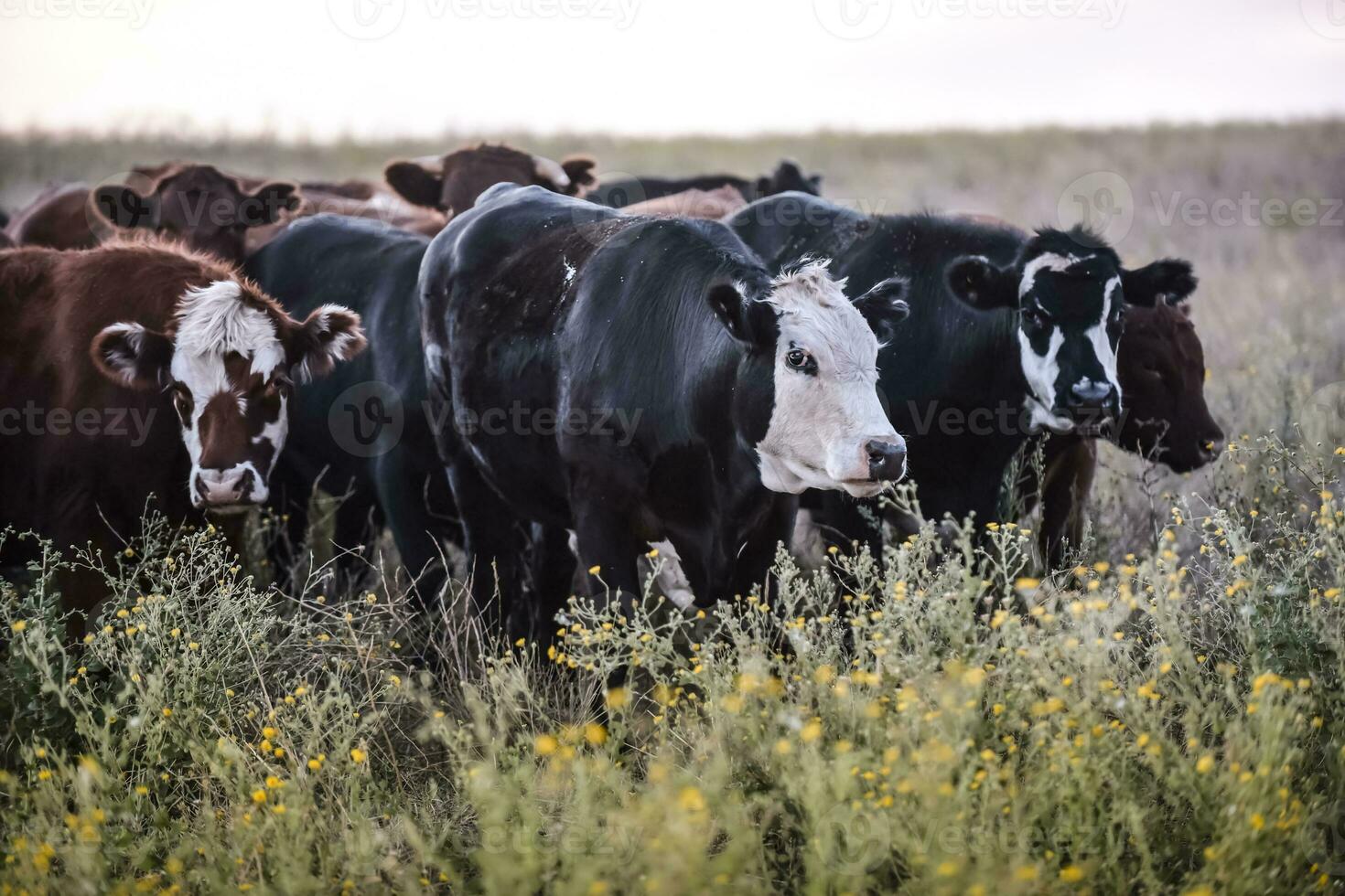 Argentine meat production,cows fed on natural grass. photo