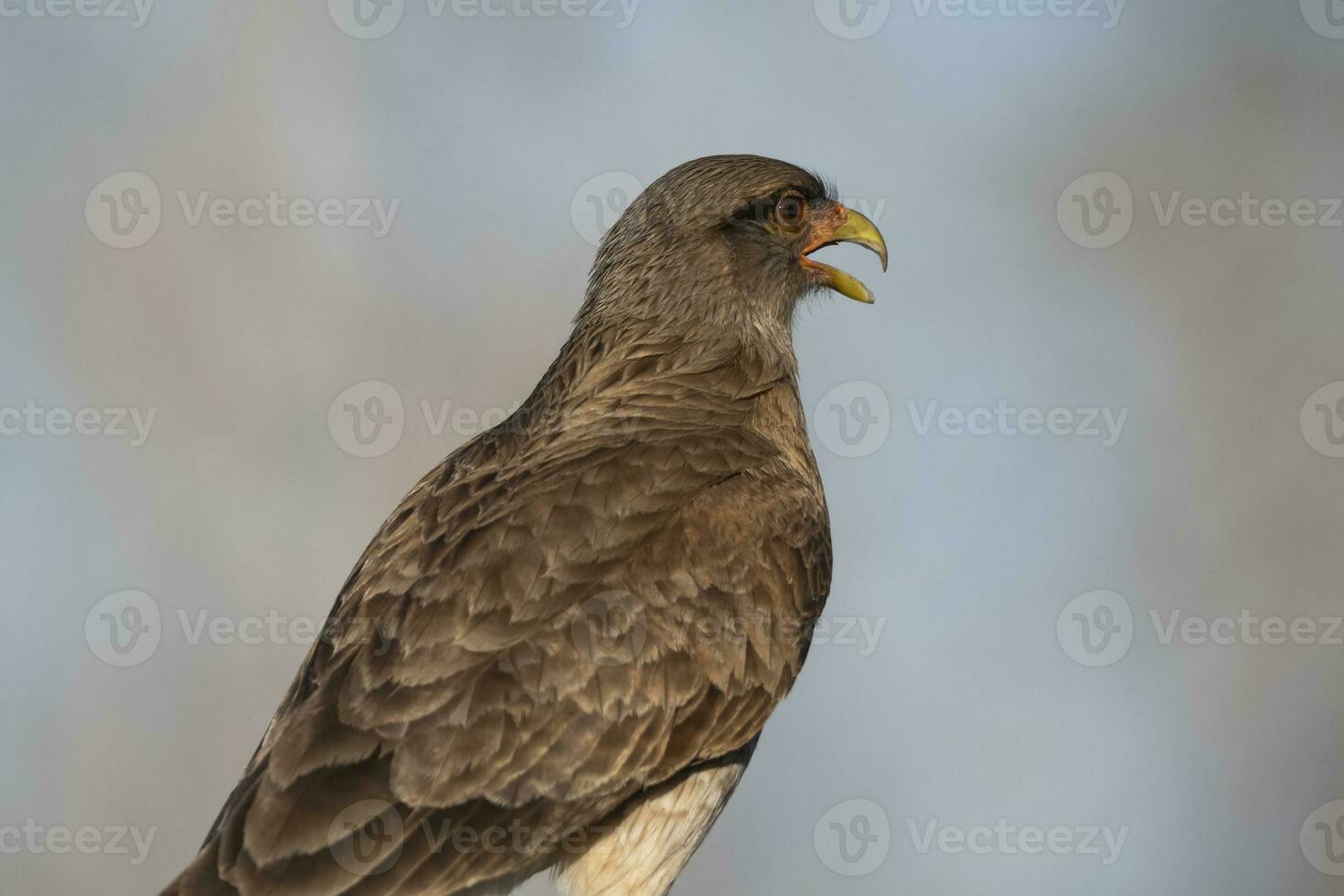 Caracara chimango portrait , La Pampa province, Patagonia , Argentina photo