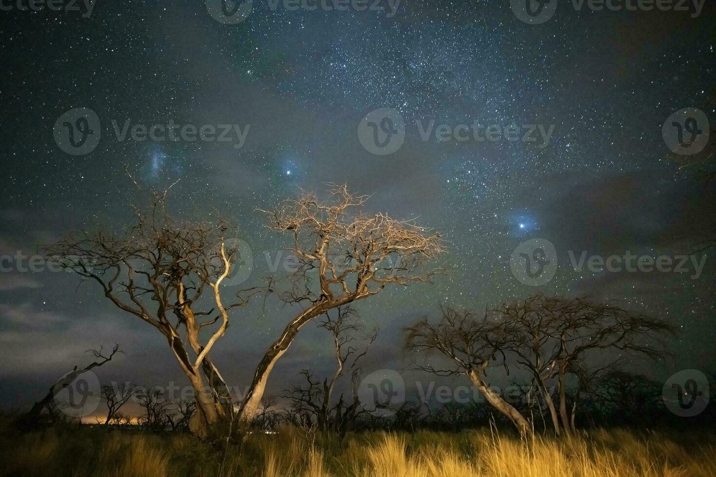 Burning trees photographed at night with a starry sky, La Pampa province, Patagonia , Argentina. photo