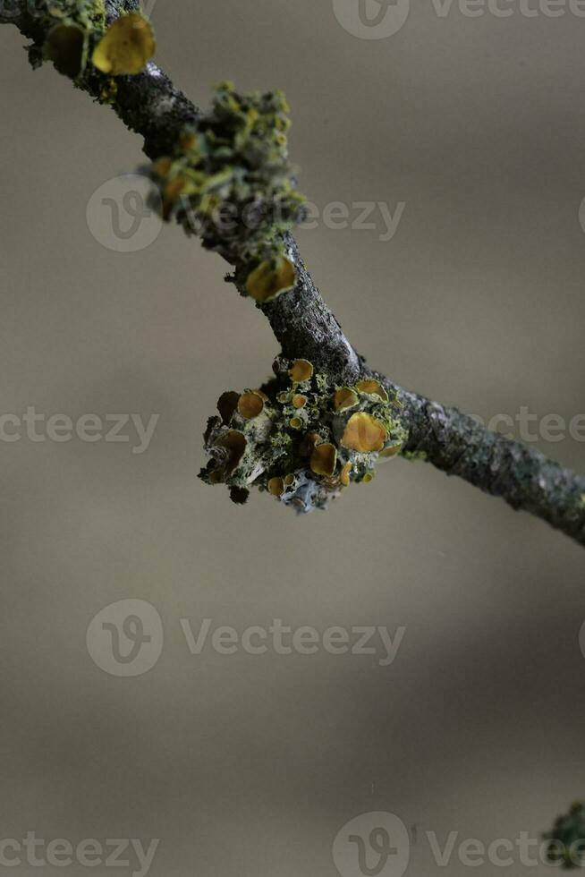 Lichens attached to a tree branch, La Pampa Province, Patagonia, Argentina. photo