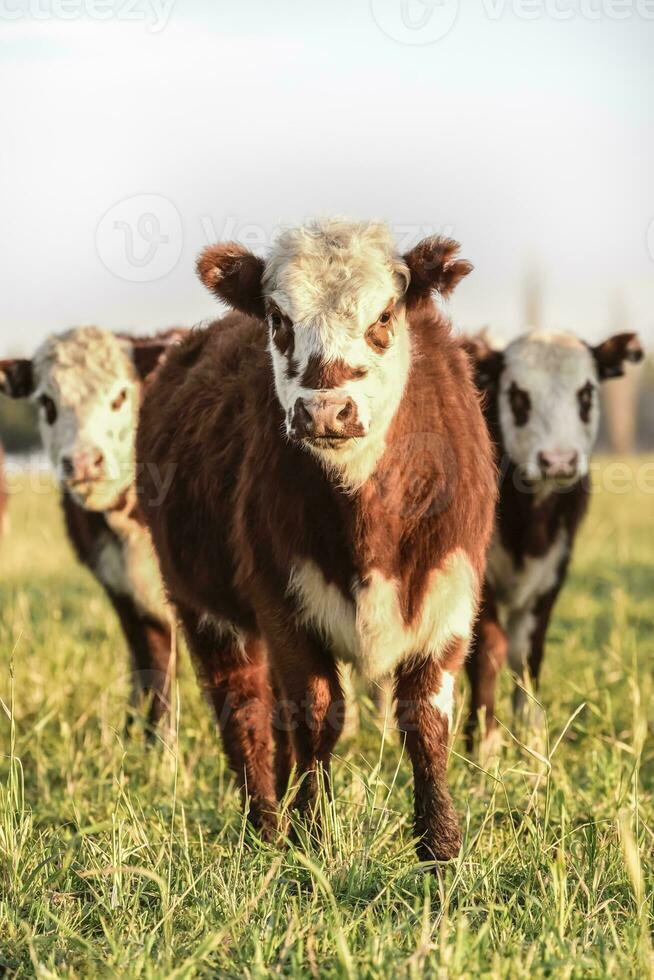 novillos alimentado en natural césped, buenos aires provincia, argentina foto