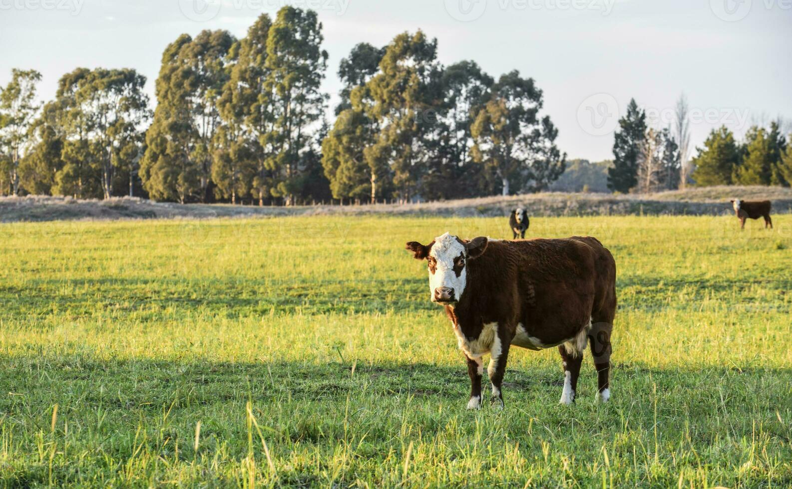 Livestock, Argentine meat production , in Buenos Aires countryside, Argentina photo