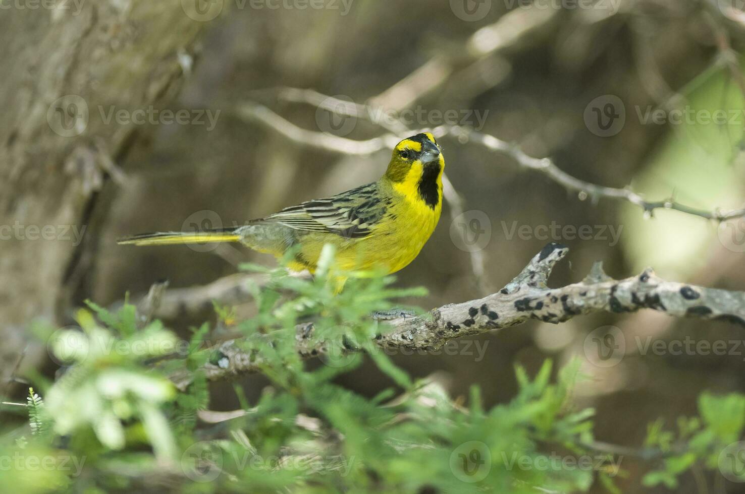 Yellow Cardinal, Gubernatrix cristata, Endangered species in La Pampa, Argentina photo