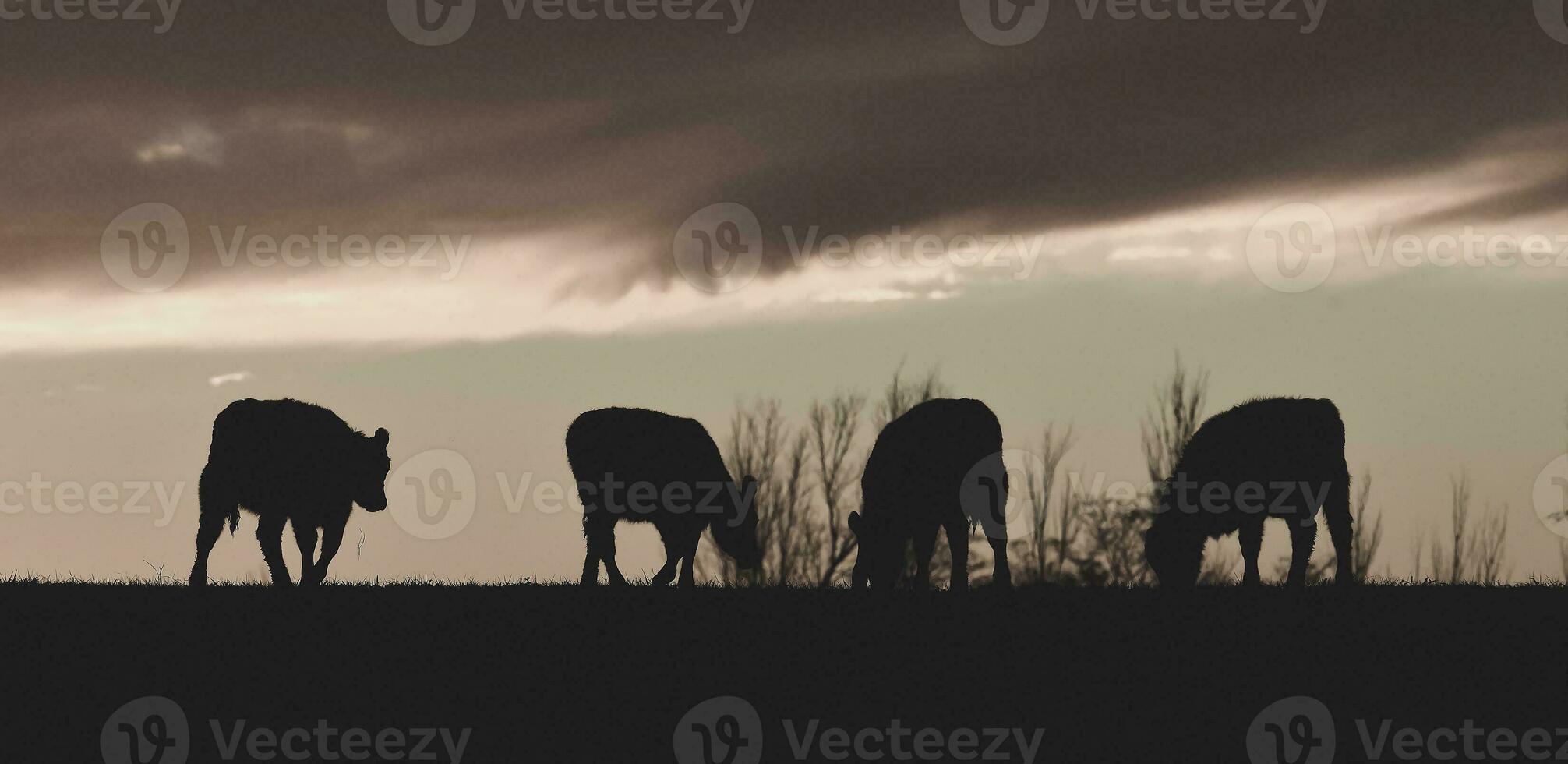 vacas alimentado césped, en campo, pampa, patagonia,argentina foto