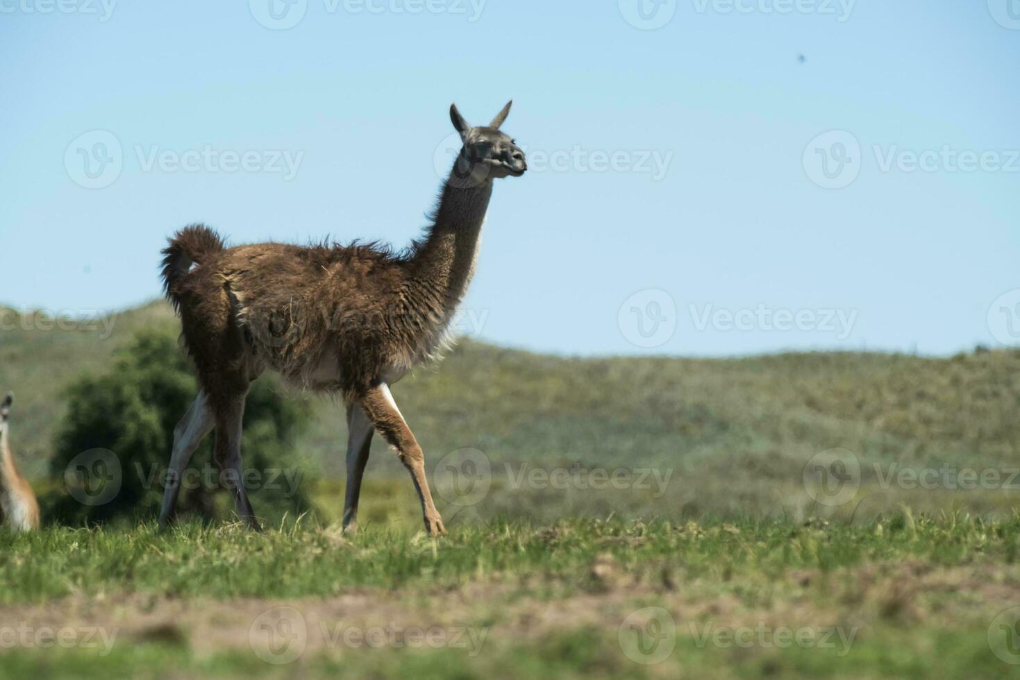 Guanacos in Pampas grass environment, La Pampa, Patagonia, Argentina. photo