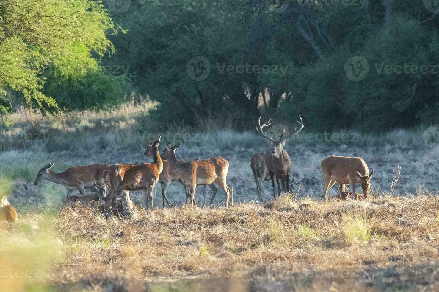 Red deer, Male roaring in La Pampa, Argentina, Parque Luro, Nature Reserve photo